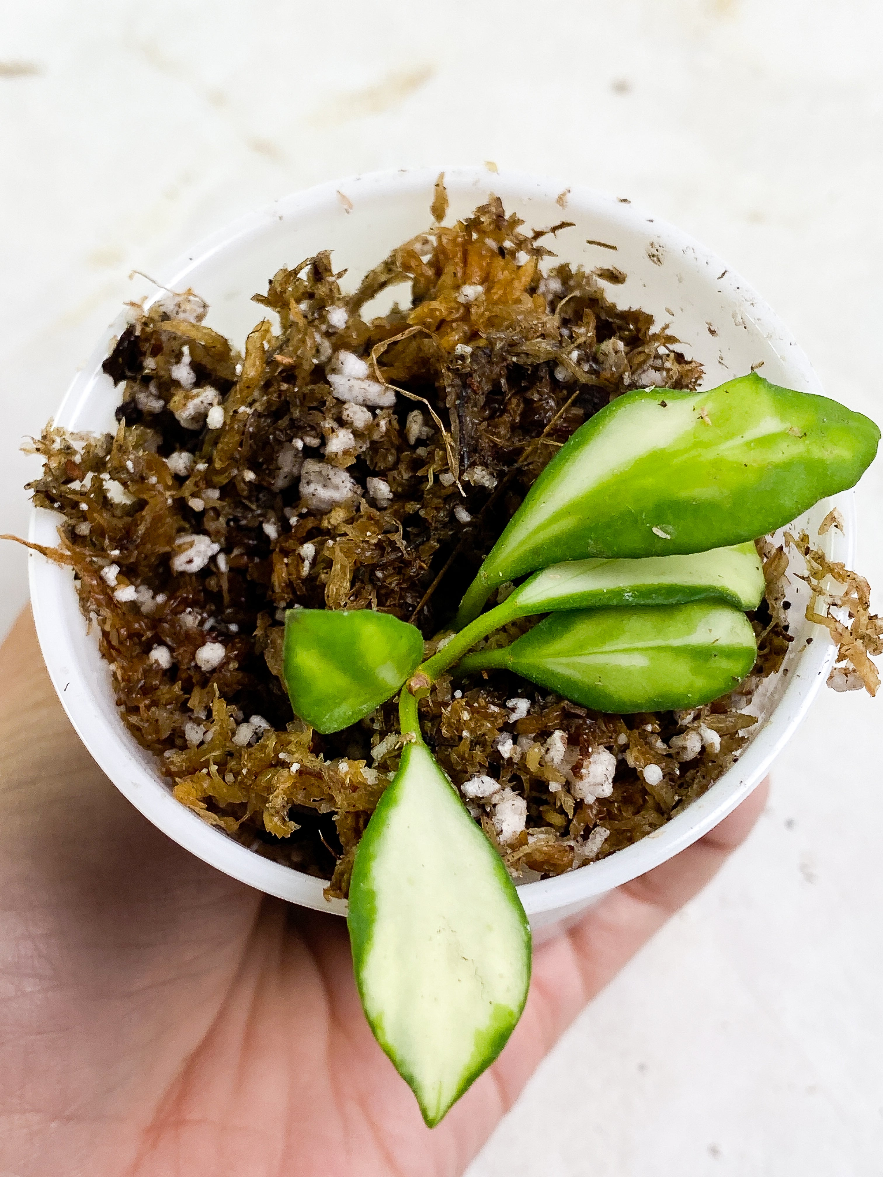 Hoya Heuschkeliana variegata 5 leaves Rooting