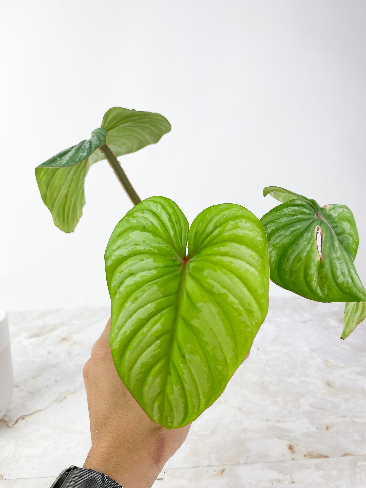 Philodendron Mamei Silver Cloud Rooted 3 leaves and 1 sprout