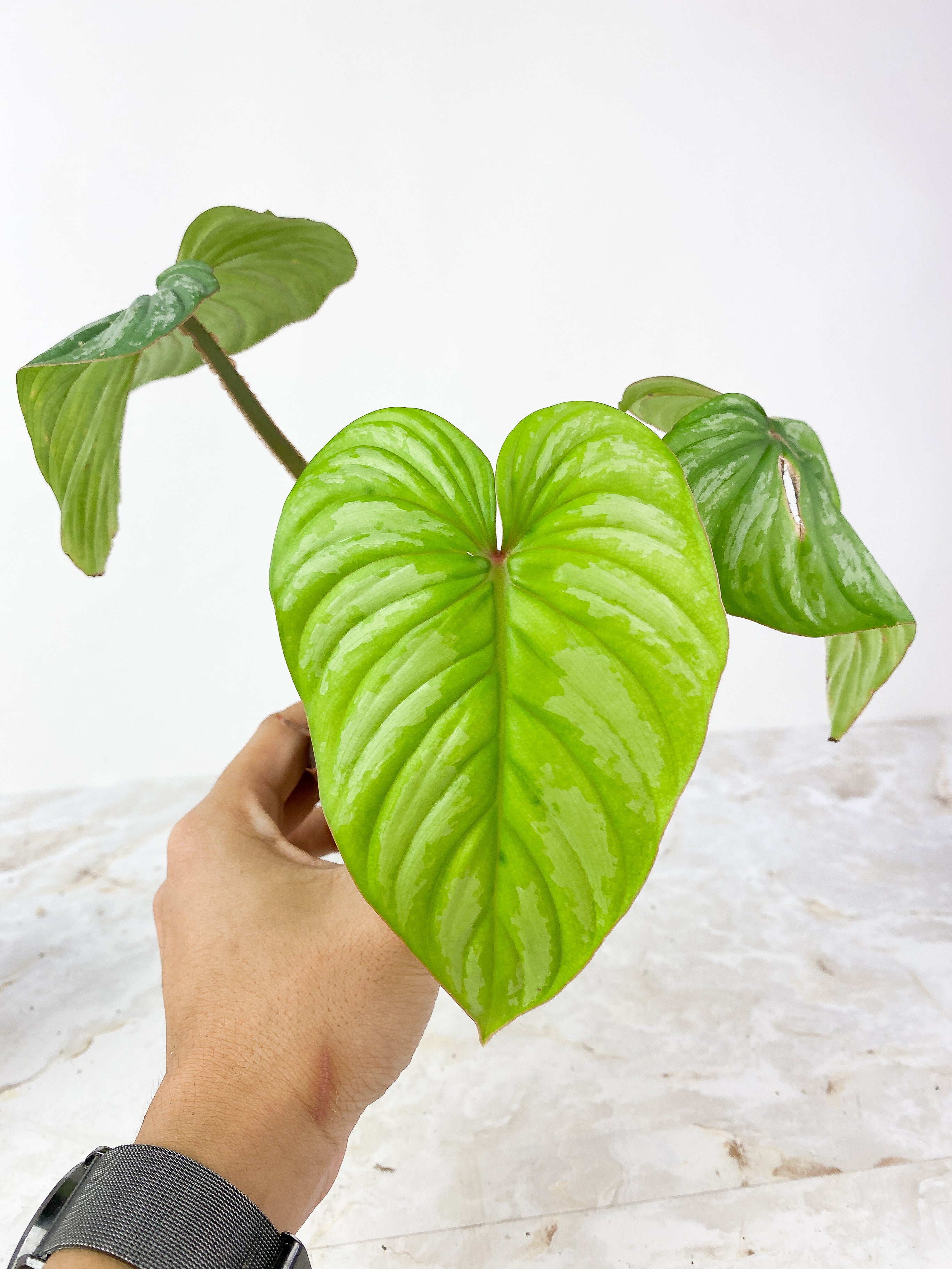 Philodendron Mamei Silver Cloud Rooted 3 leaves and 1 sprout