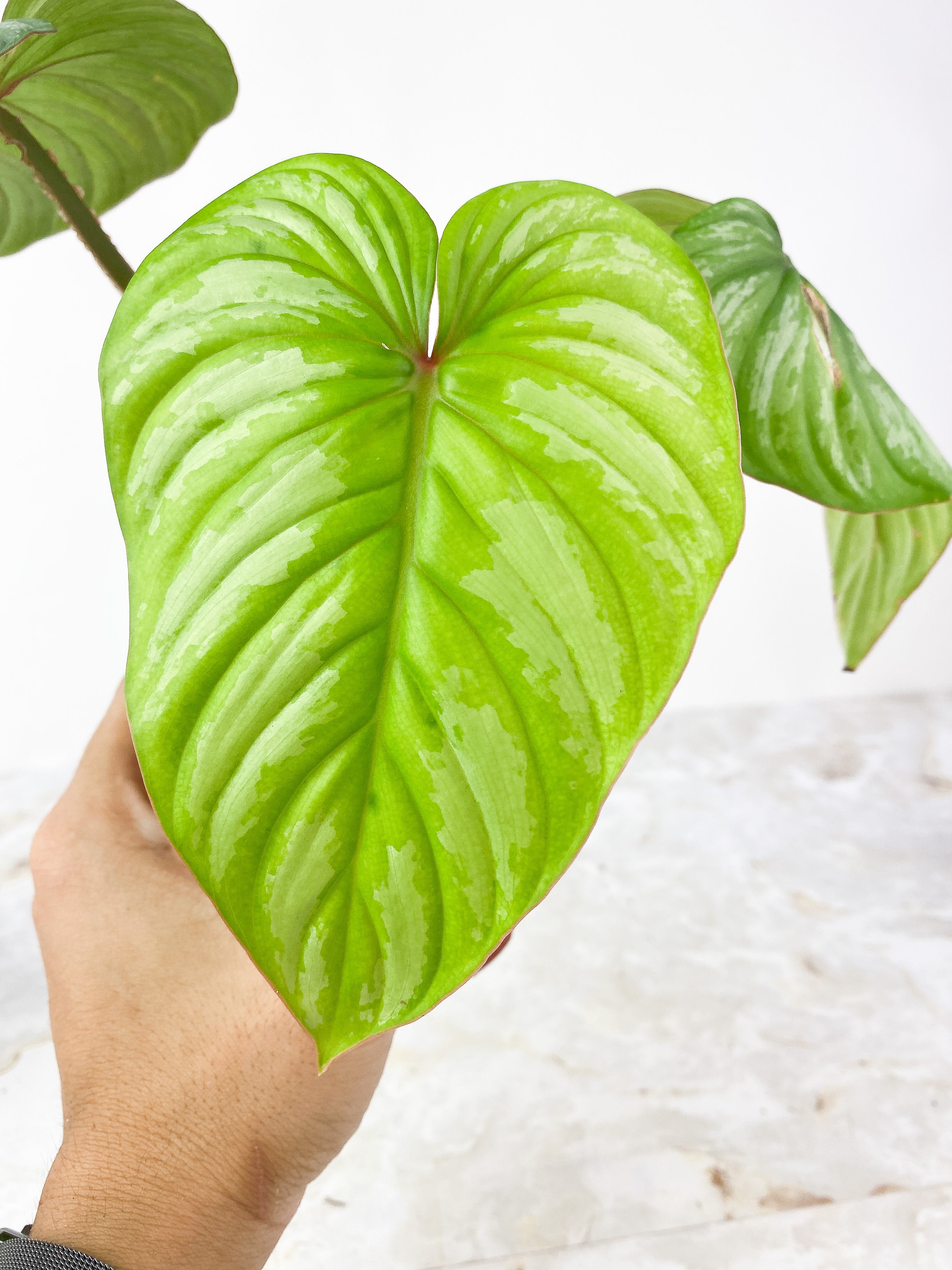 Philodendron Mamei Silver Cloud Rooted 3 leaves and 1 sprout