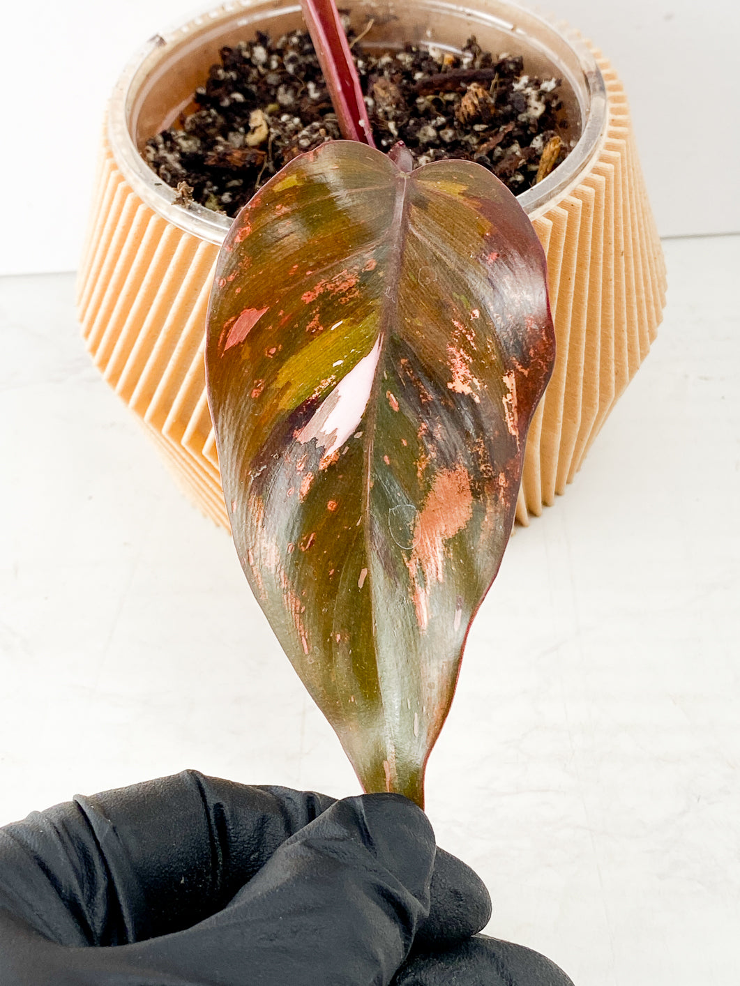 Philodendron red Anderson 2 leaves 1 sprout Slightly Rooted Top Cutting