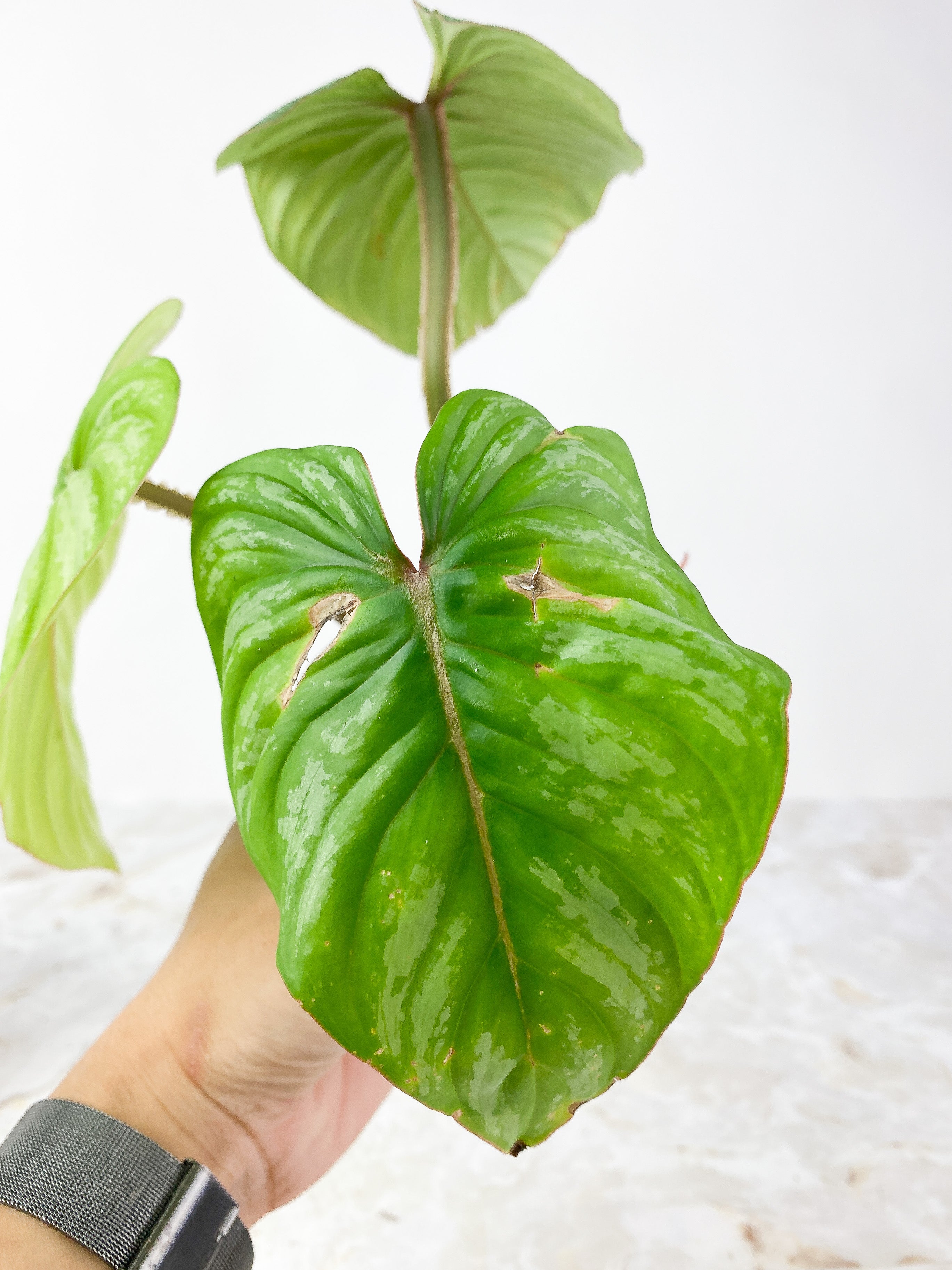 Philodendron Mamei Silver Cloud Rooted 3 leaves and 1 sprout