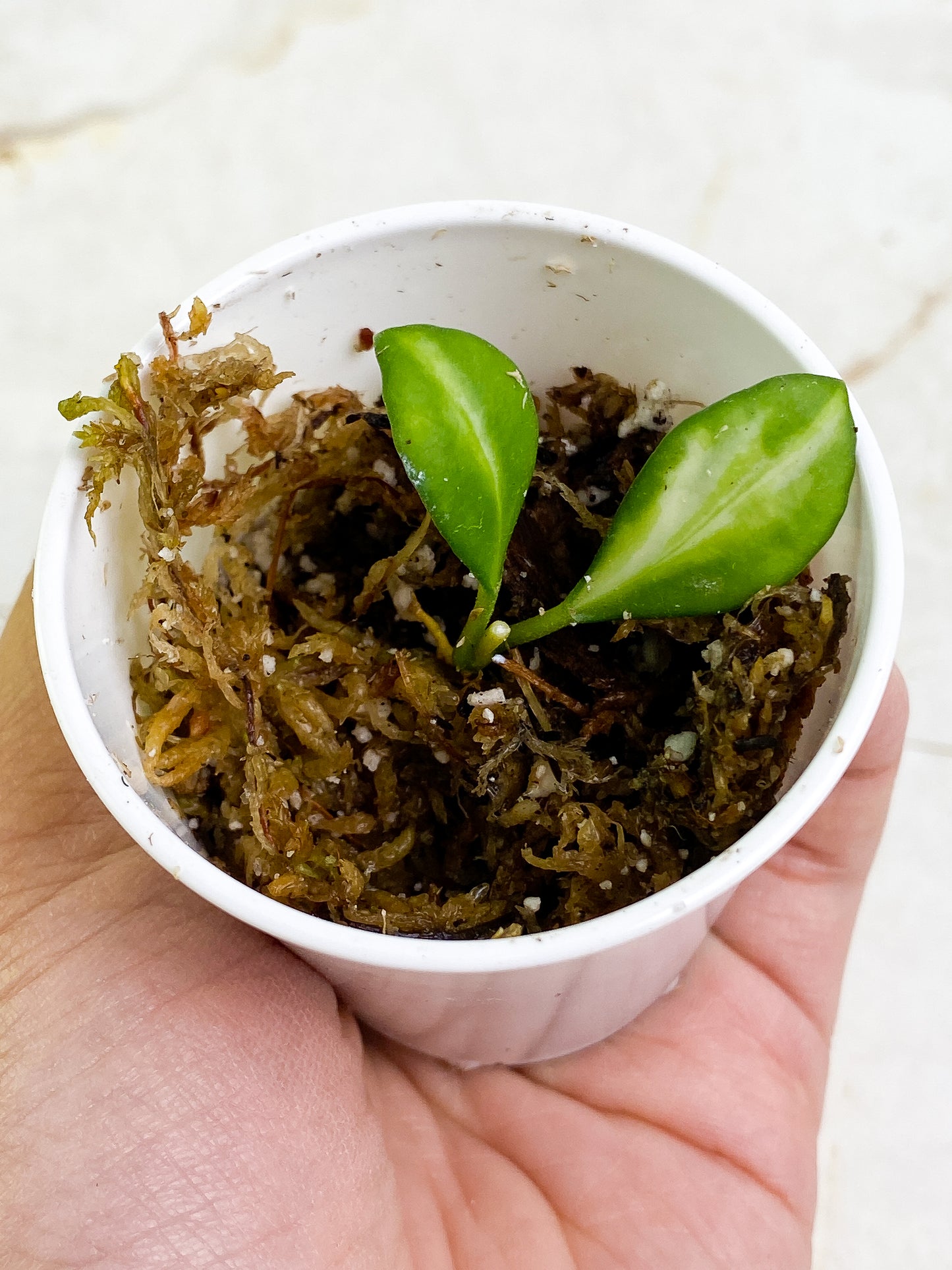 Grower Choice: Hoya Heuschkeliana variegata 2 leaves Rooting
