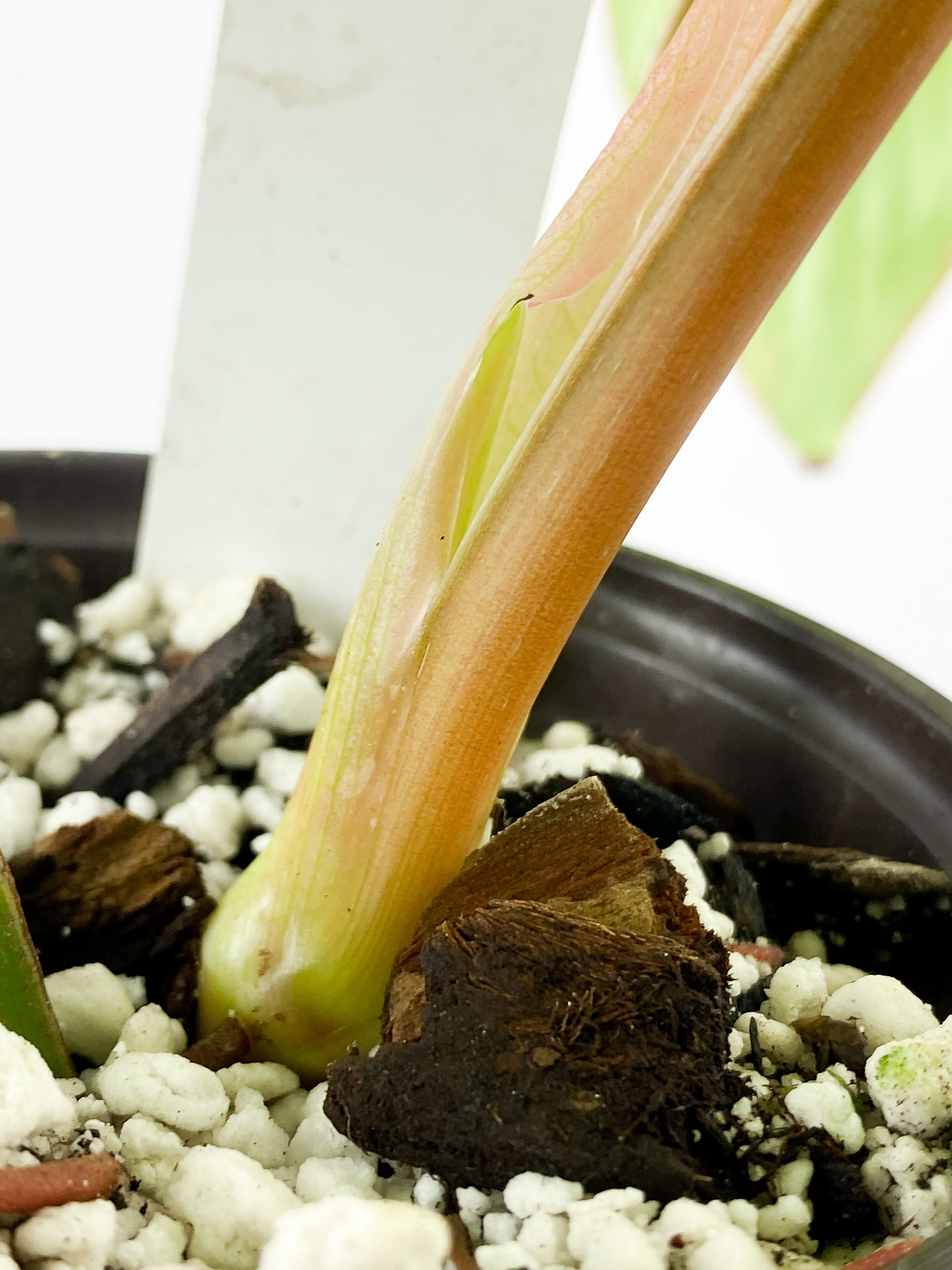 Philodendron Mamei Silver Cloud Rooted 3 leaves and 1 sprout