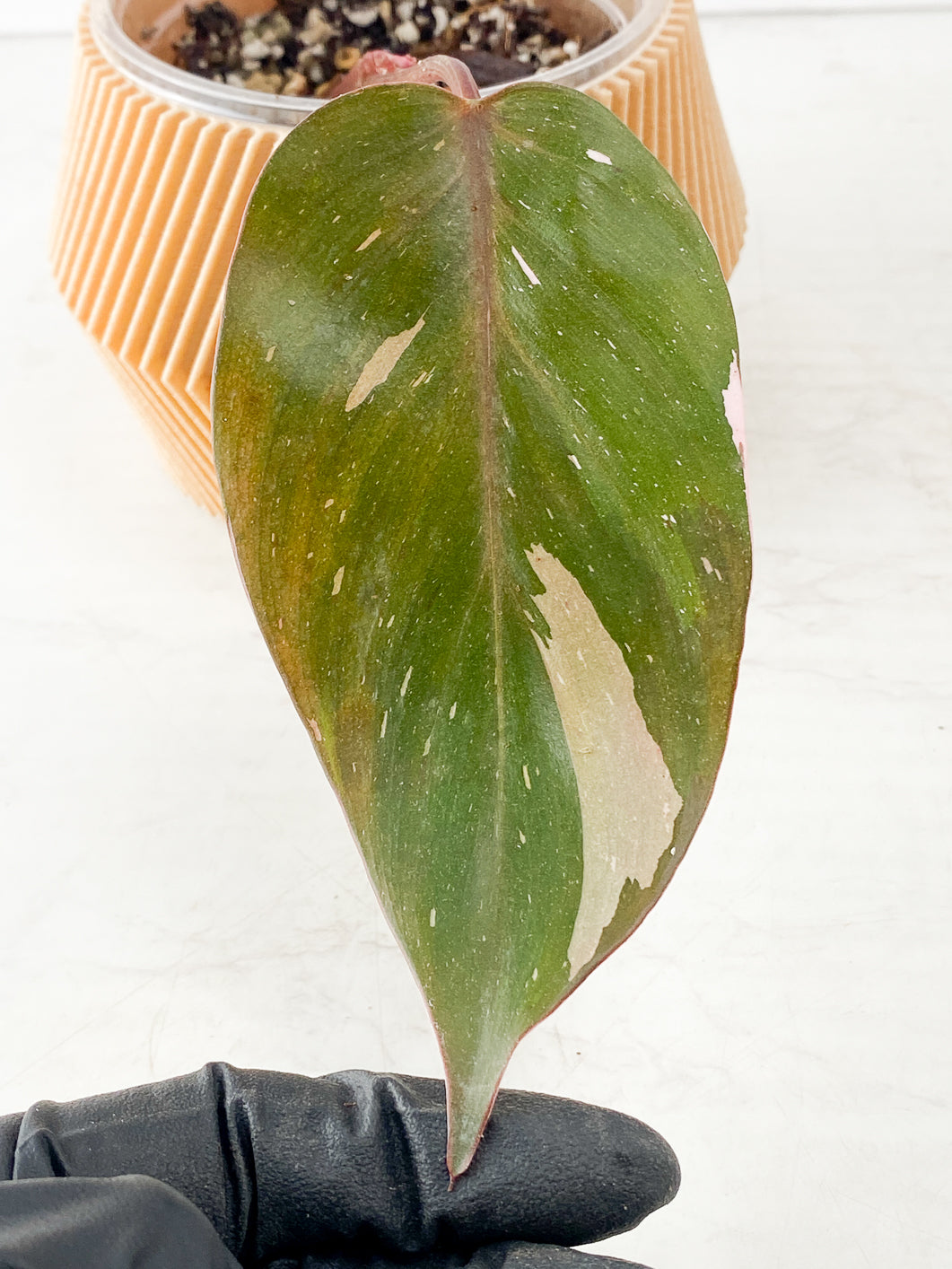 Philodendron red Anderson 1 leaf Rooting in soil