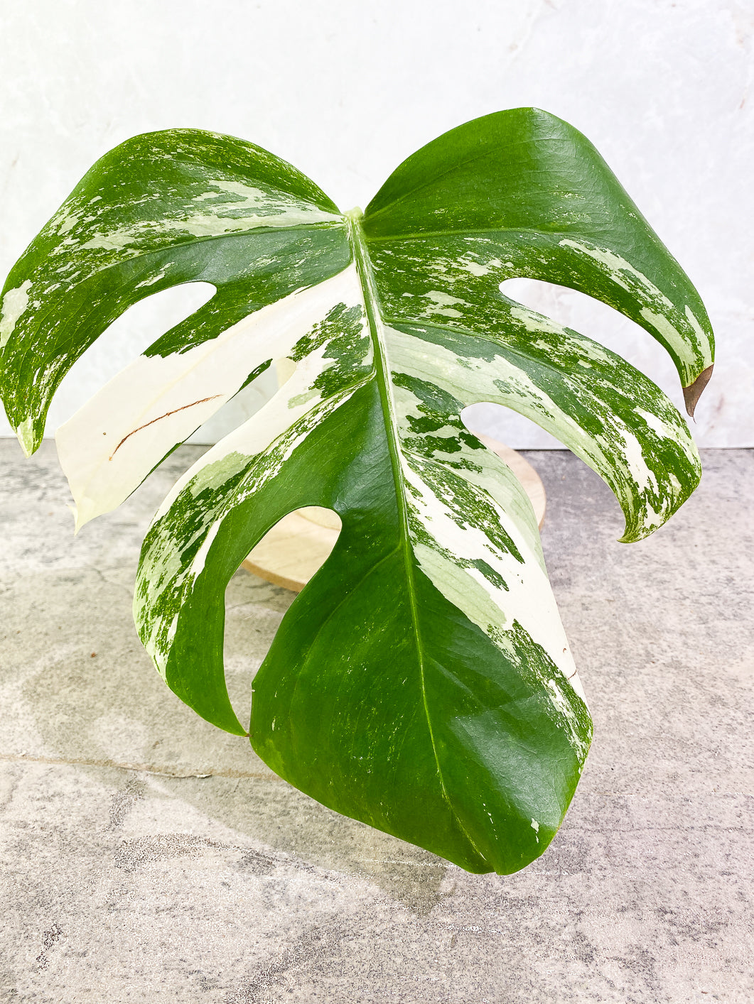 Monstera albo variegata unrooted 1 leaf 1 growing bud  cutting (No rot upon arrival guaranty)