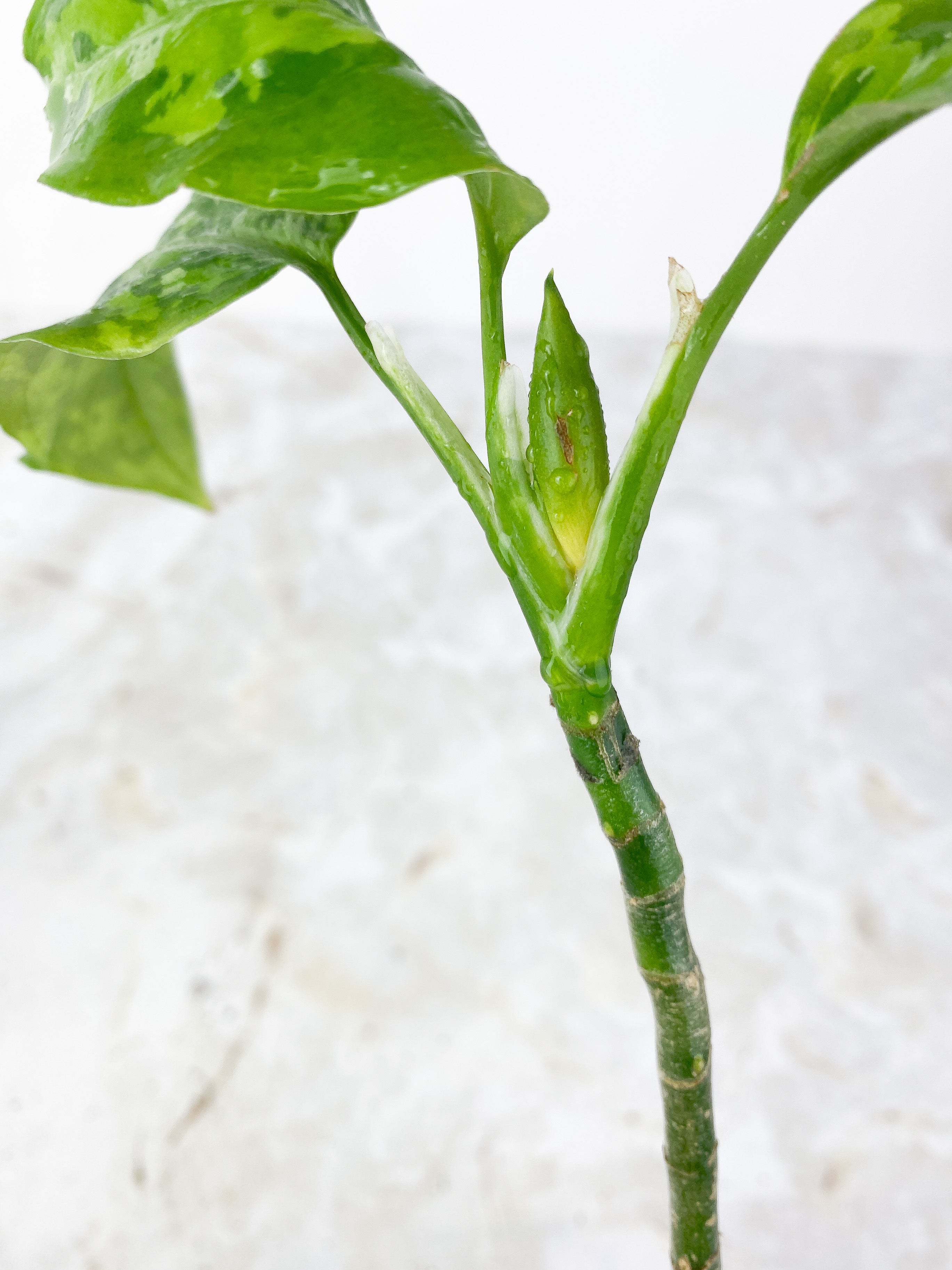 Aglaonema Pictum Tricolor Rooted 3 leaves