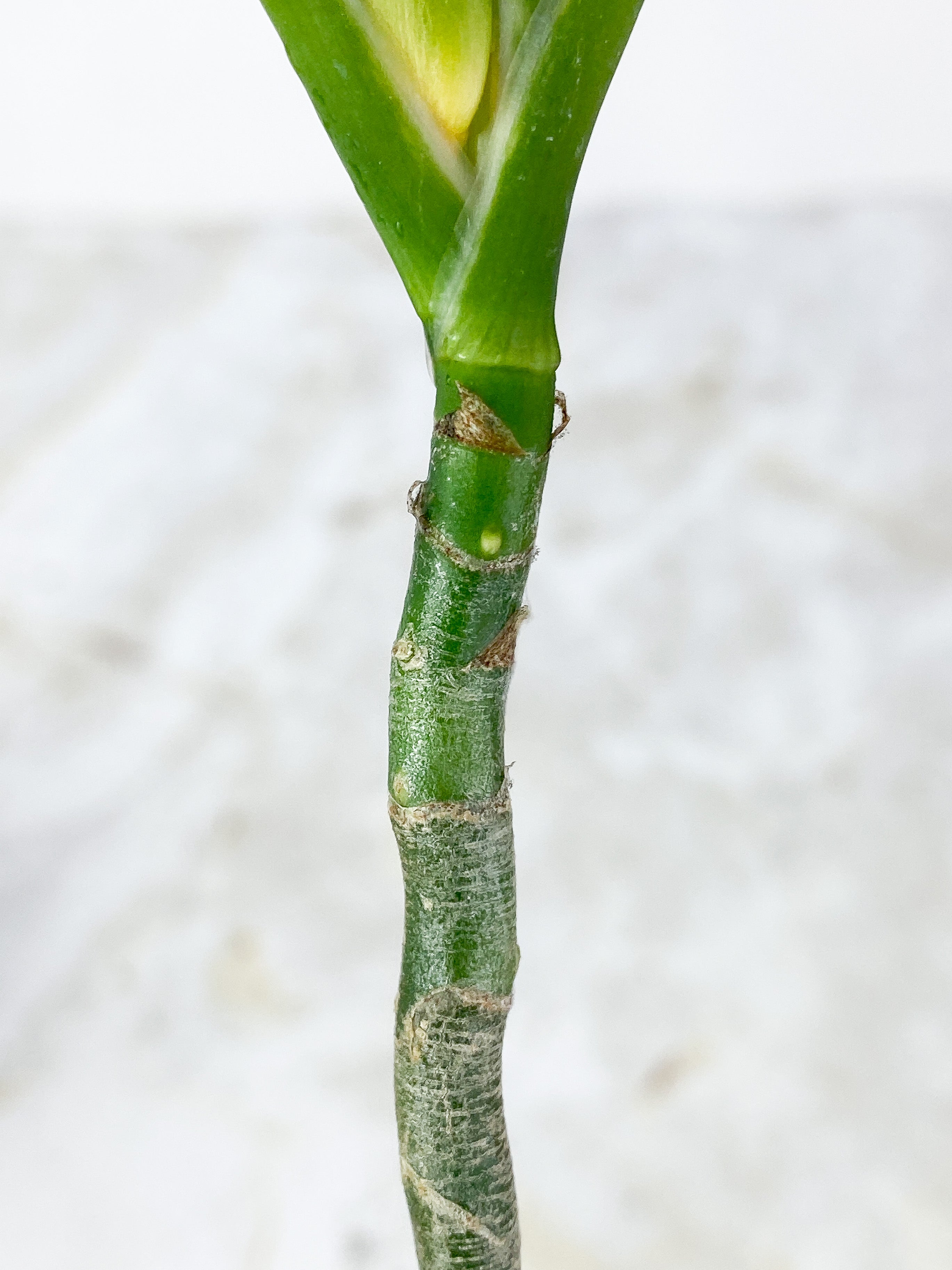 Aglaonema Pictum Tricolor Rooted 3 leaves