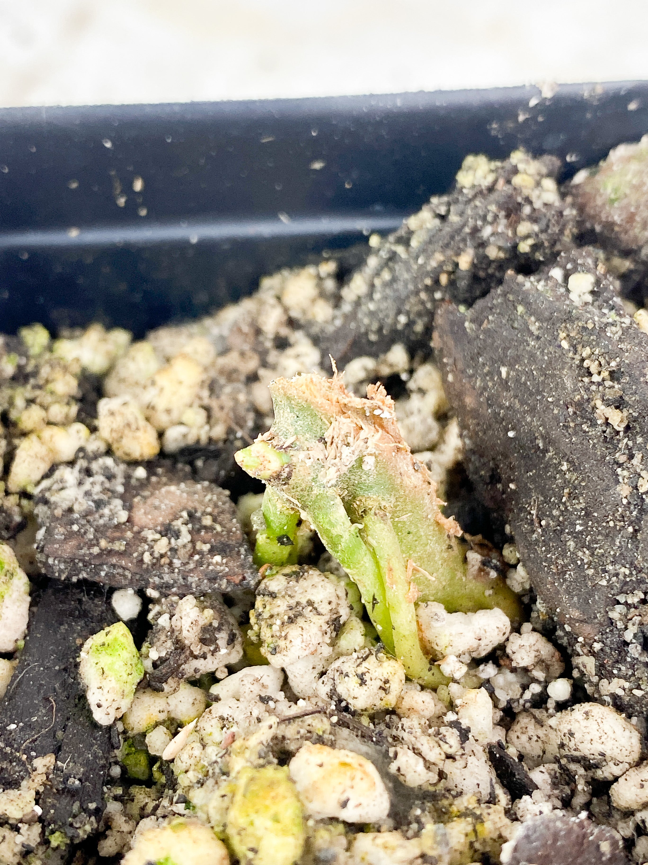 Aglaonema Pictum Tricolor Rrooted sprout