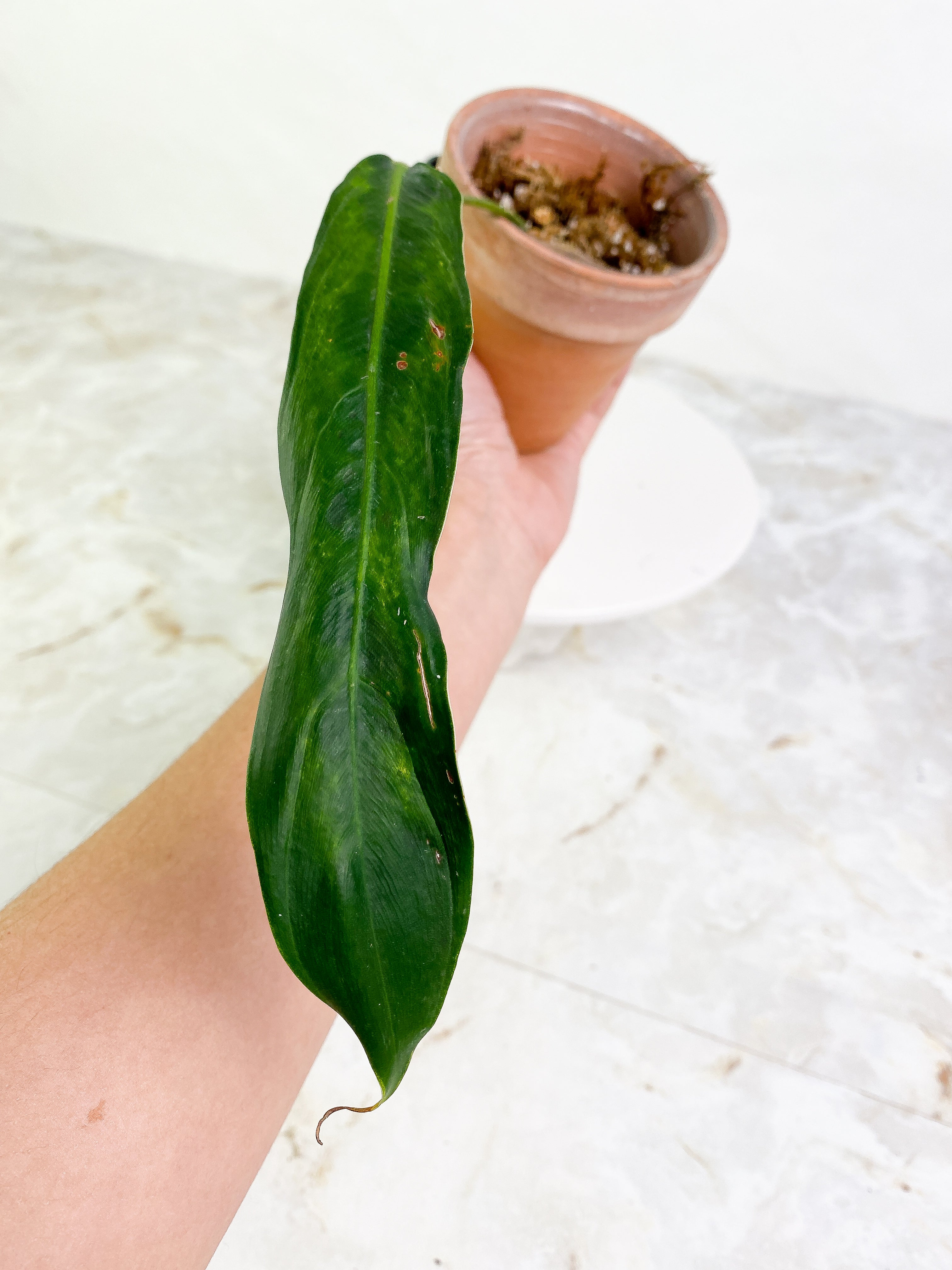 Philodendron heterocraspedon Rooted 1 leaf