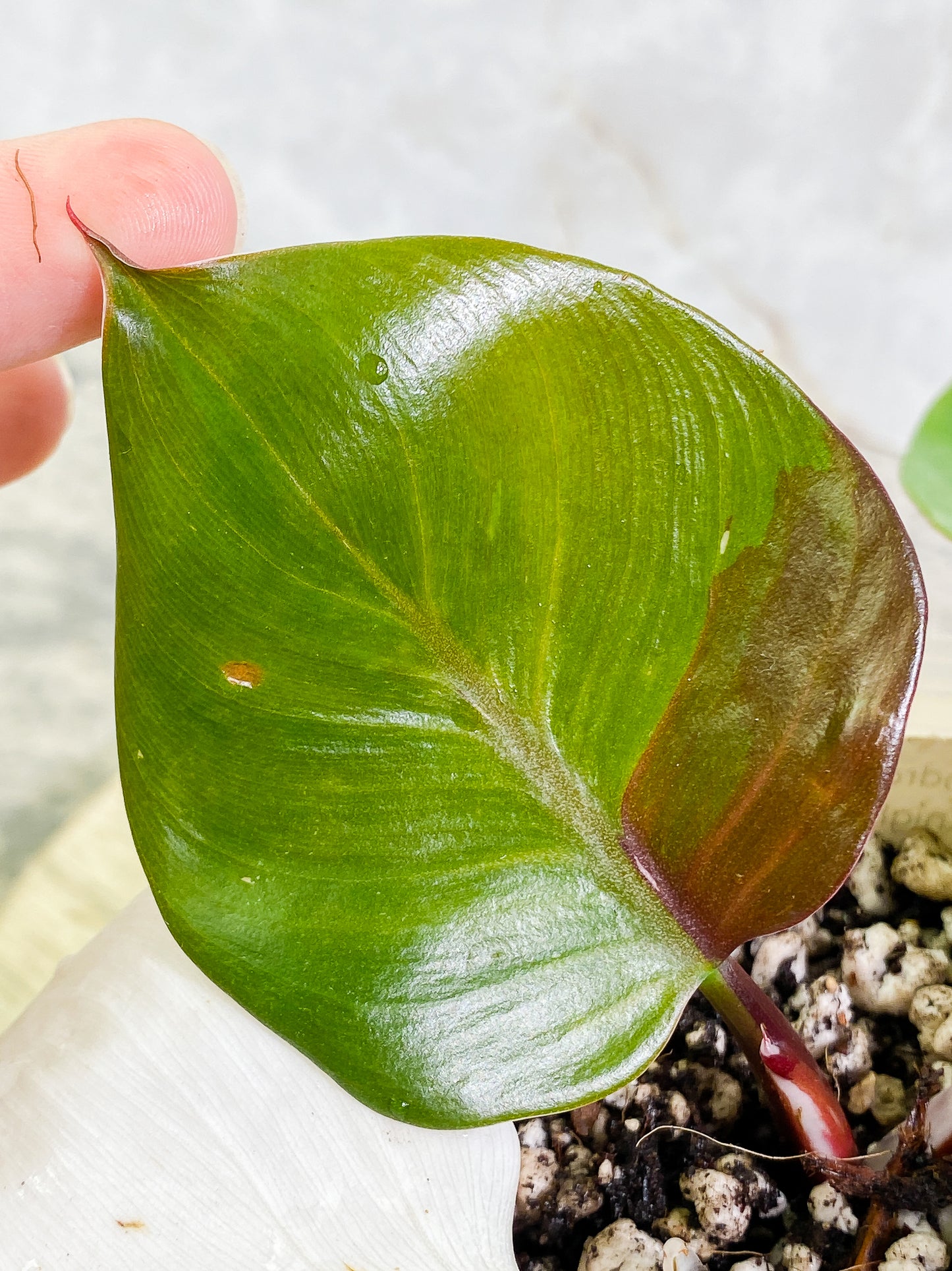 Philodendron White Knight Tricolor  Slightly Rooted 4 leaves Top Cutting