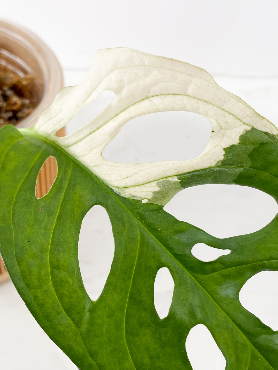 Monstera adansonii variegated tricolor 1 leaf 1 growing bud Rooting