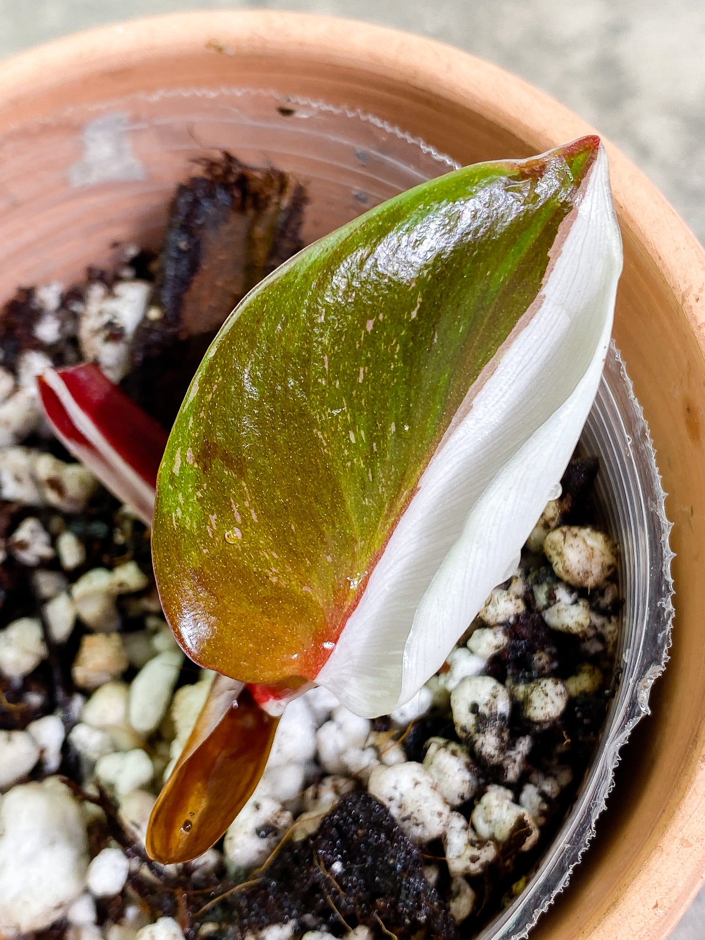 Philodendron White Knight Tricolor  Rooting 2 nodes 1 leaf Top Cutting