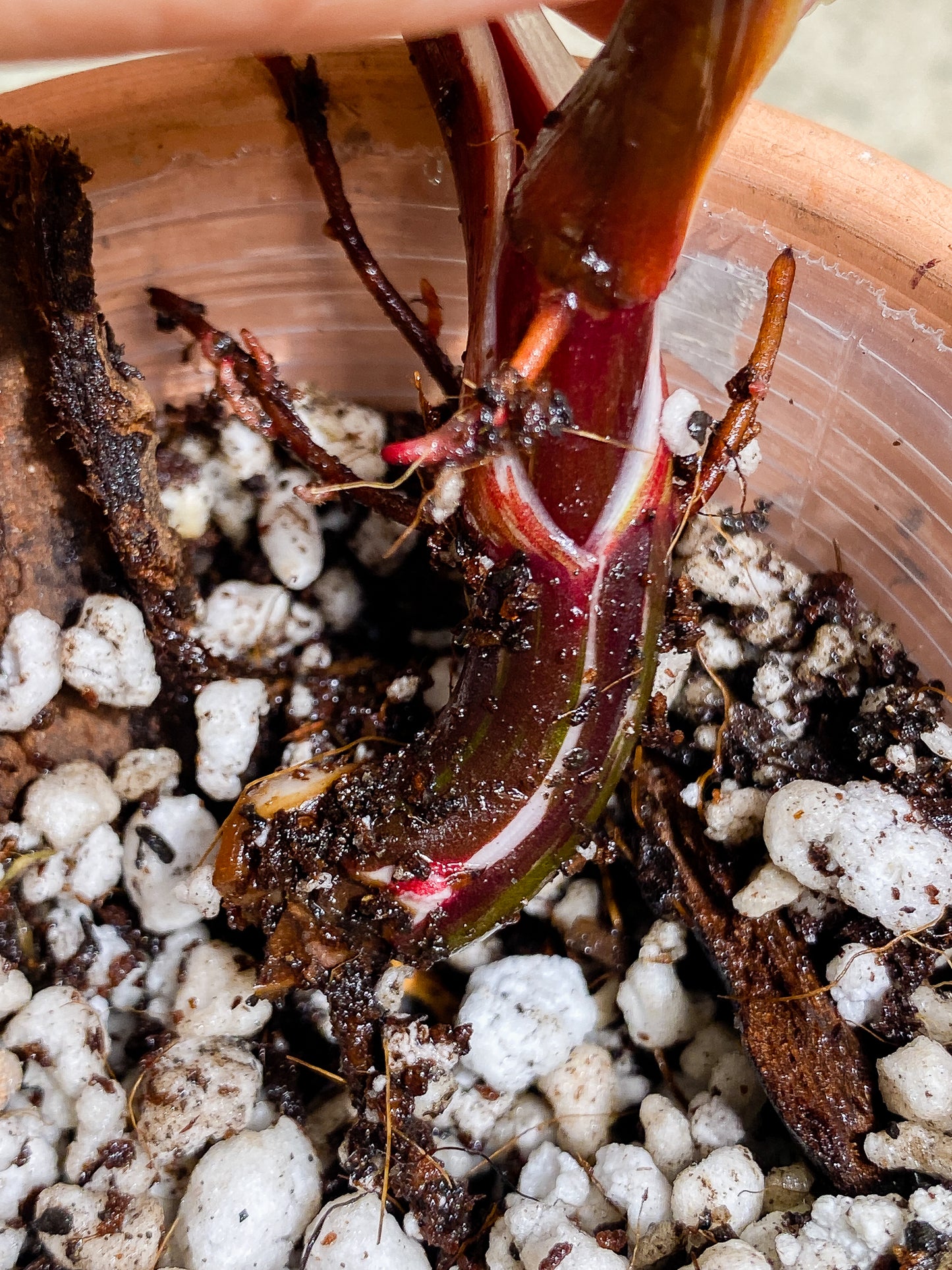 Philodendron White Knight Tricolor  Rooting 2 nodes 1 leaf Top Cutting