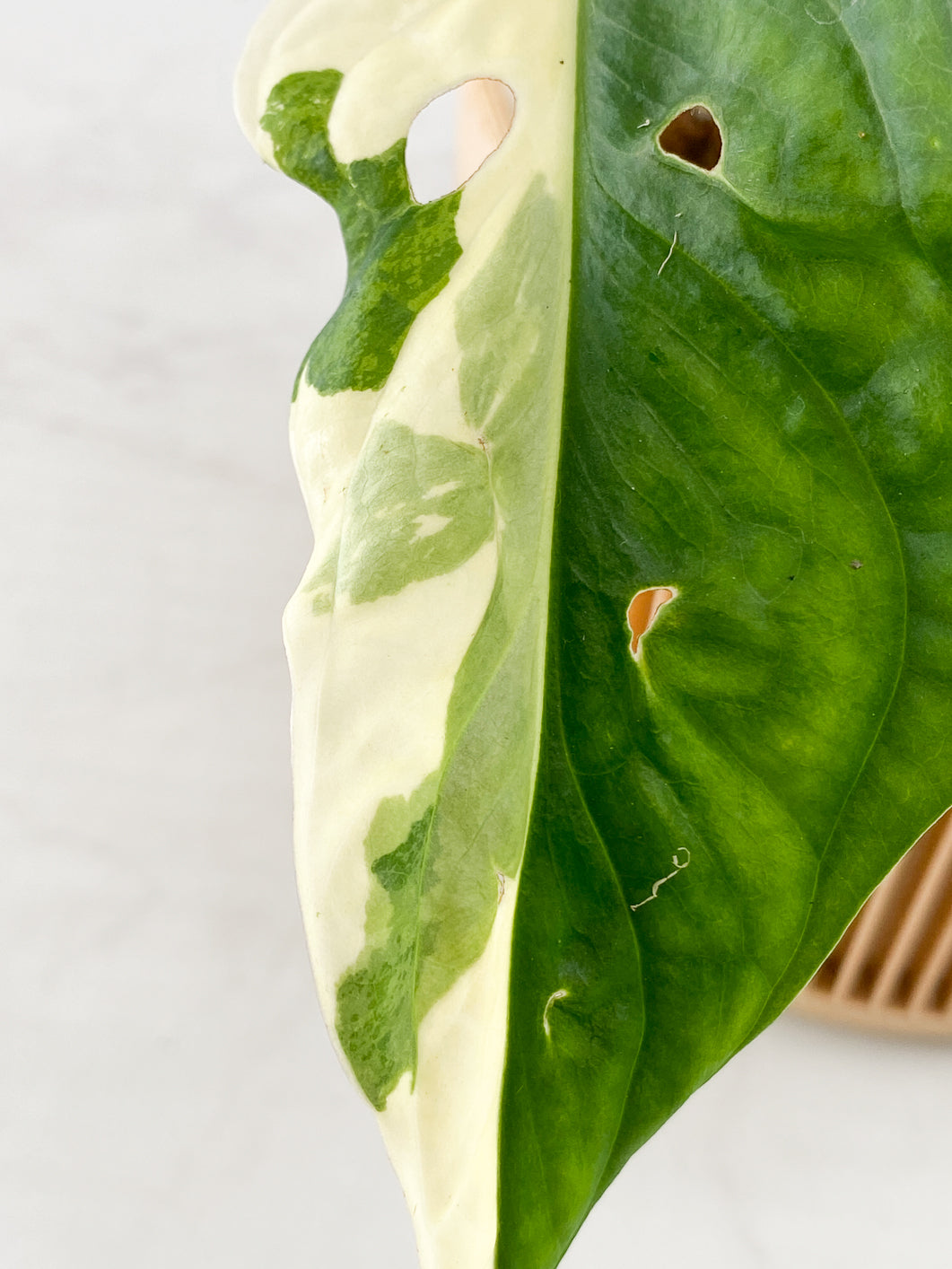 Monstera adansonii variegated tricolor 1 leaf 1 growing bud Slightly Rooted