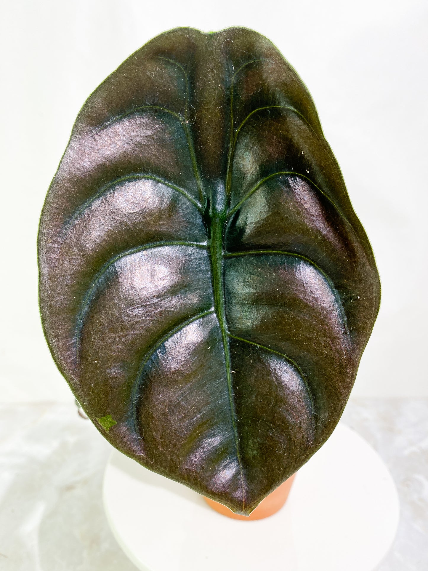 Alocasia cuprea 4 leaves rooted