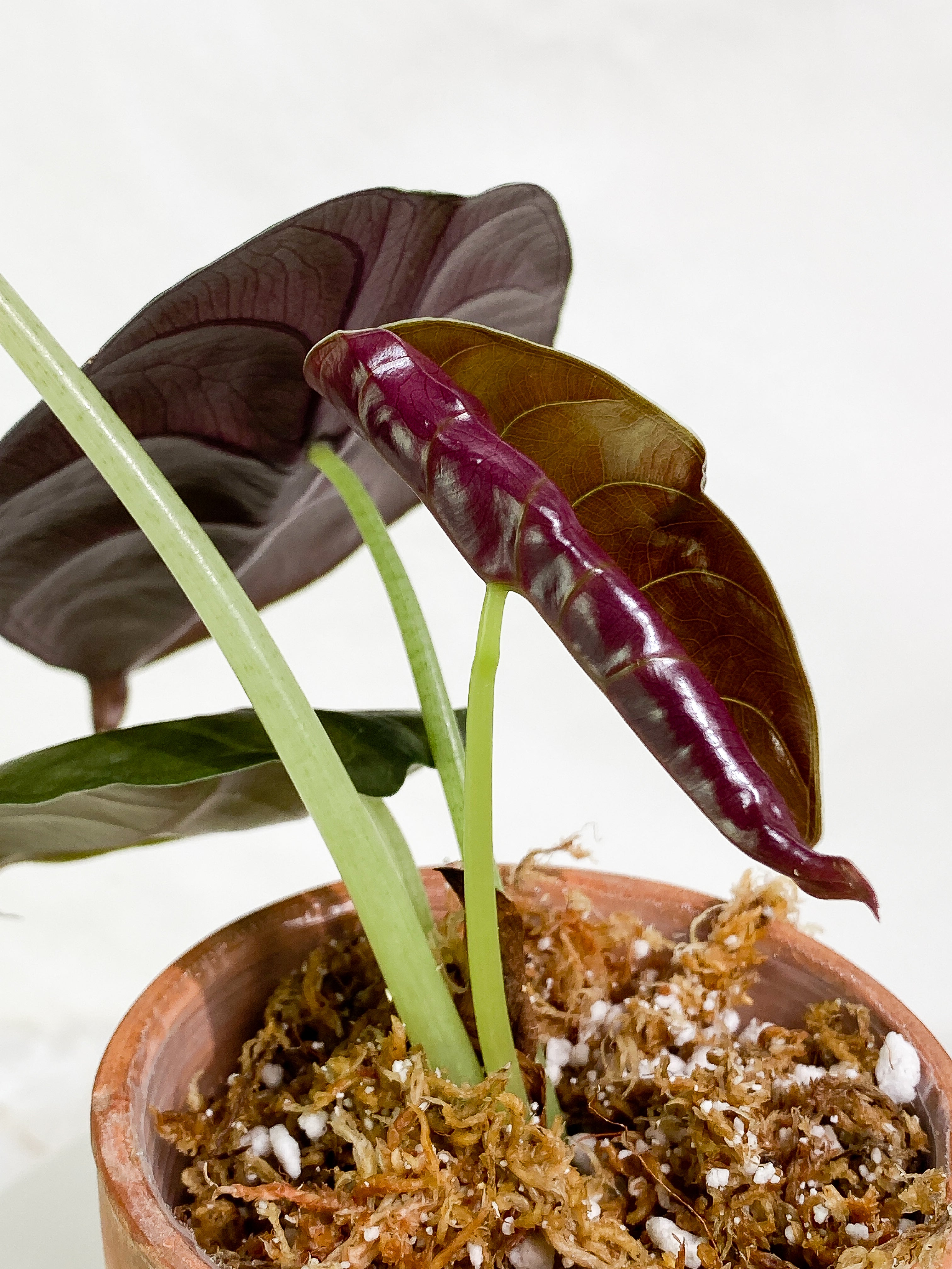 Alocasia cuprea 4 leaves rooted