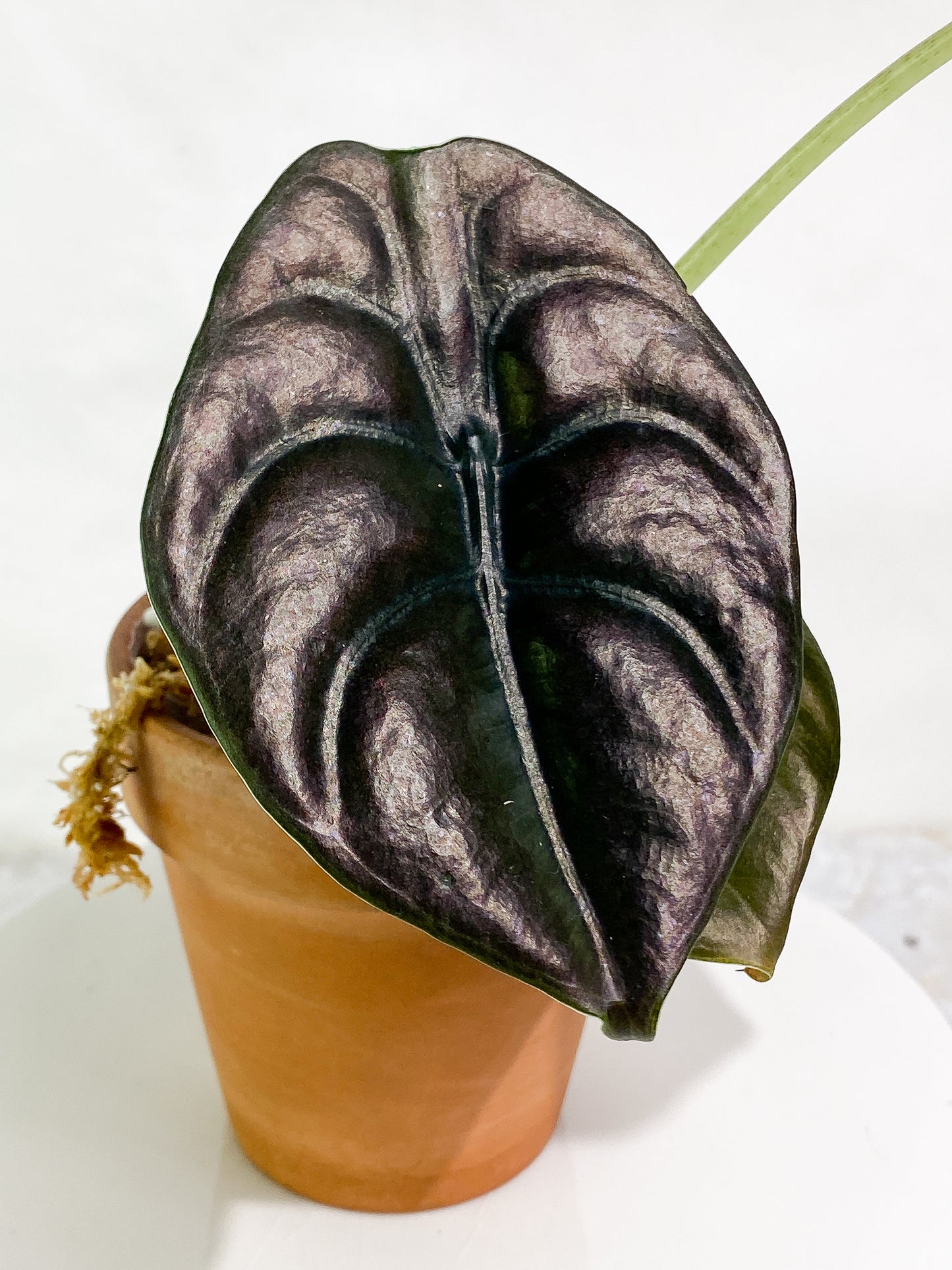 Alocasia cuprea 4 leaves rooted