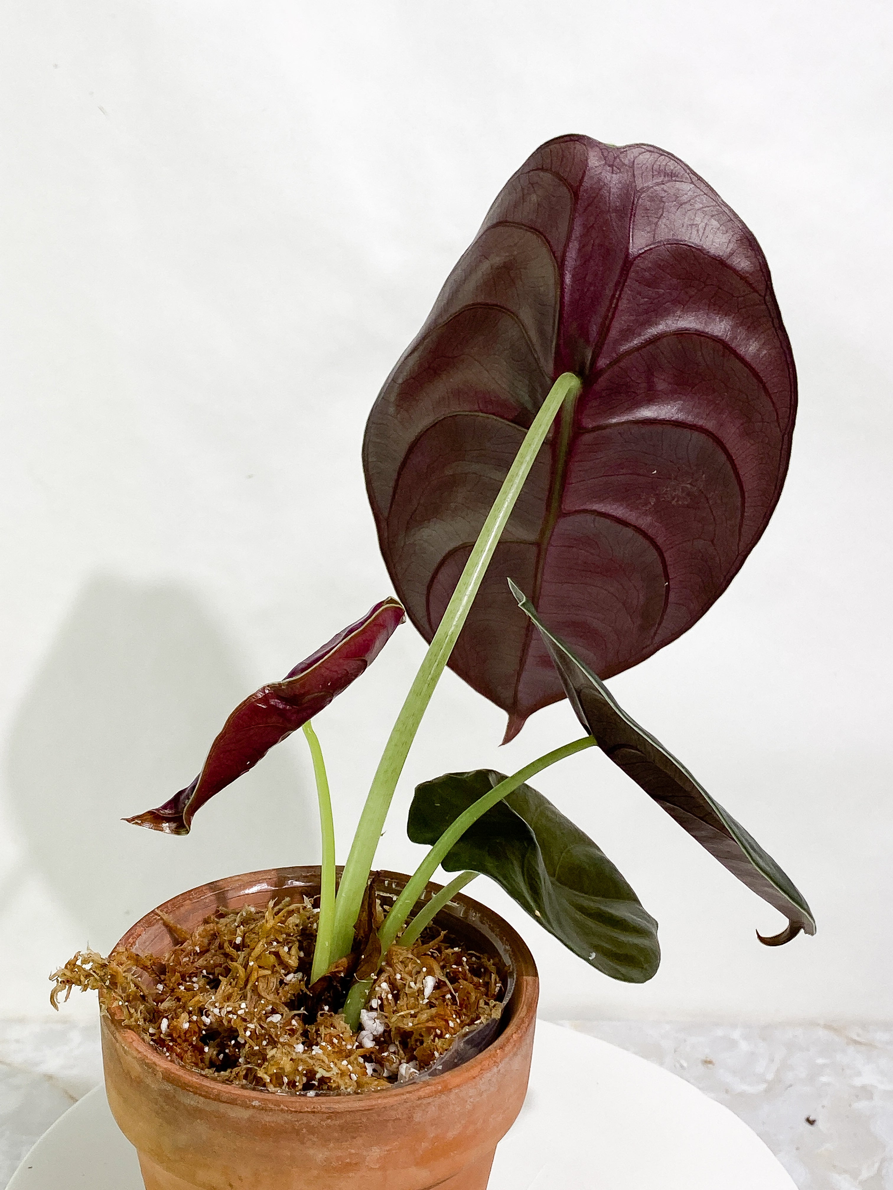 Alocasia cuprea 4 leaves rooted