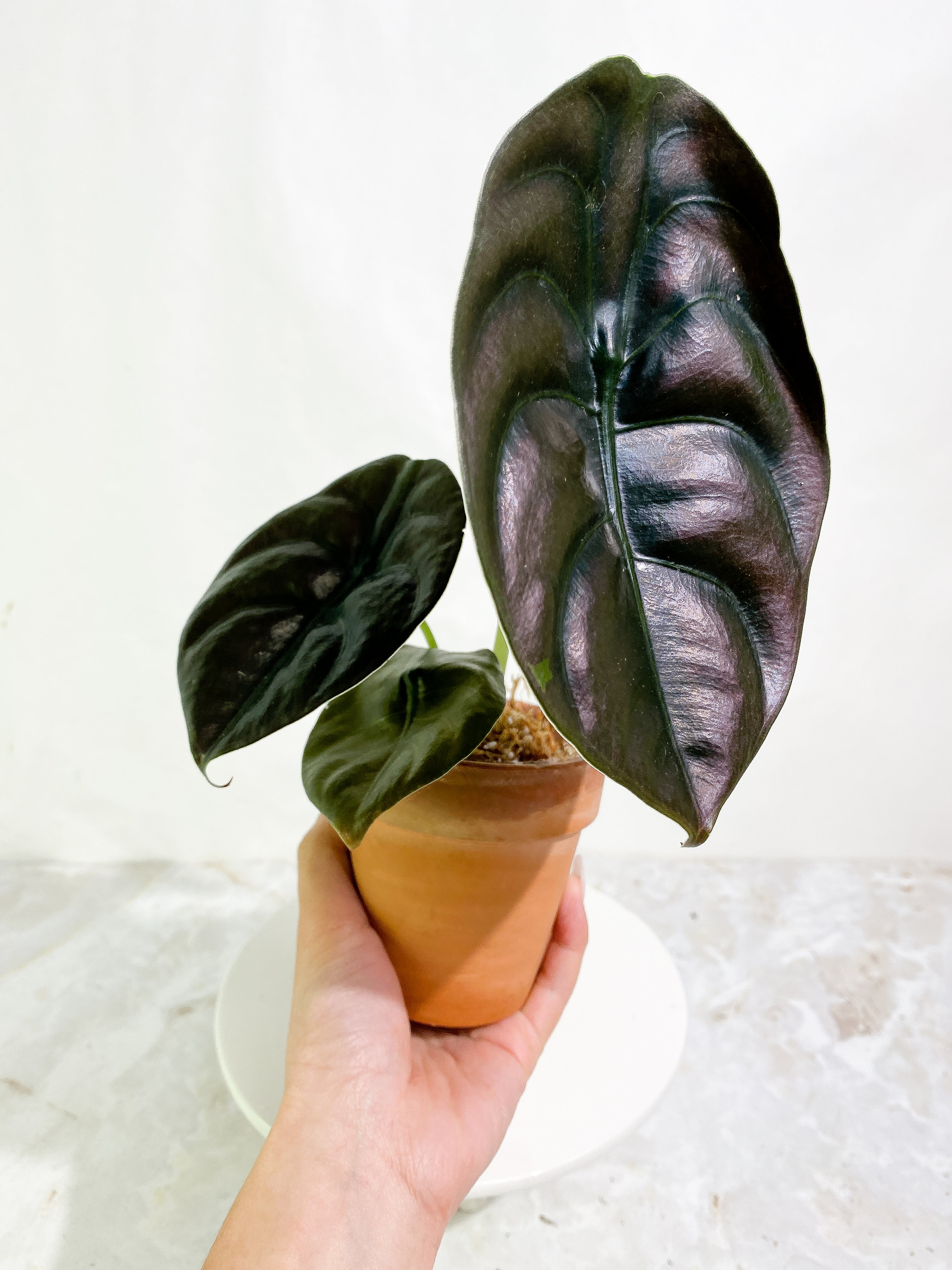 Alocasia cuprea 4 leaves rooted