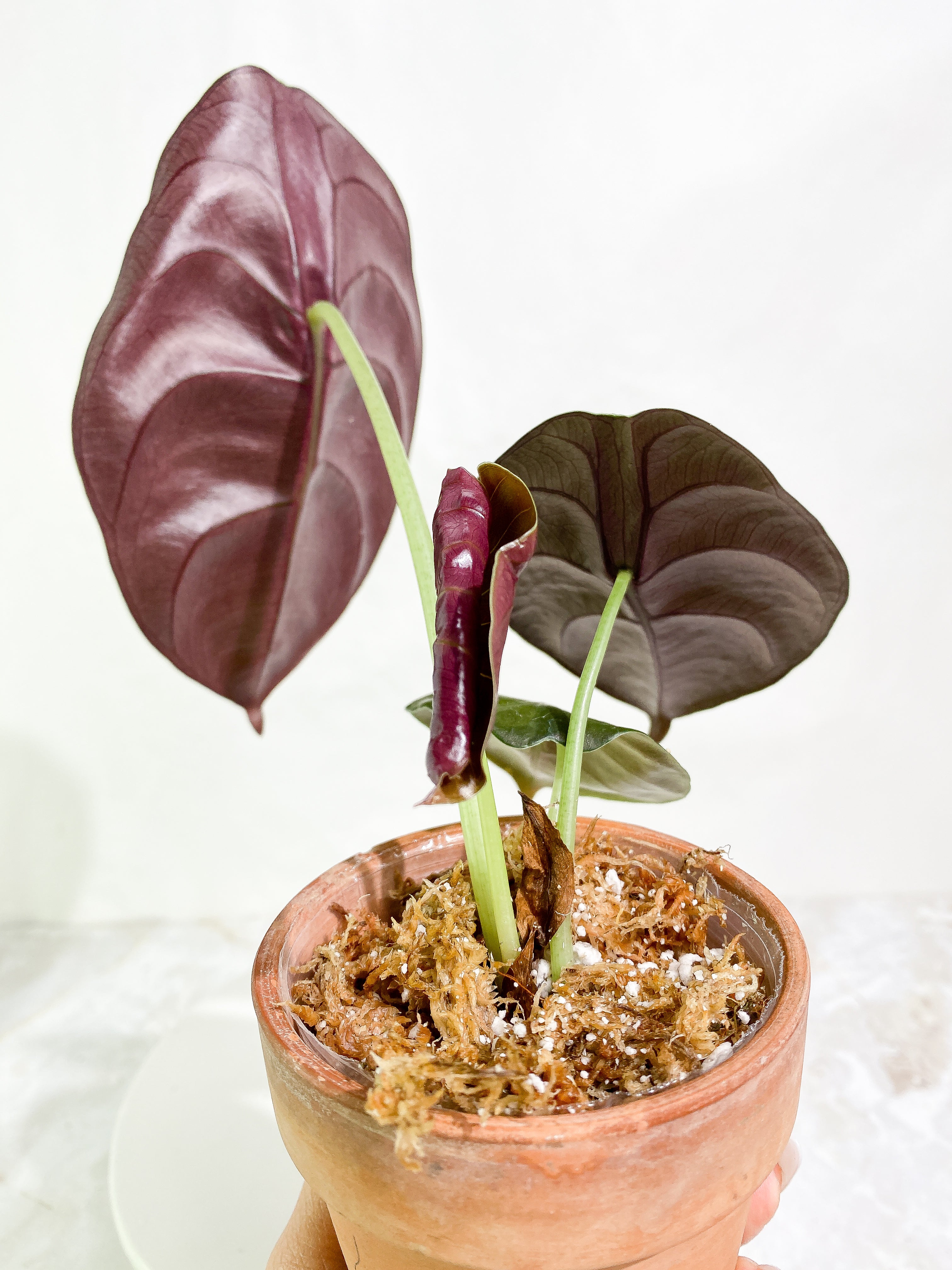 Alocasia cuprea 4 leaves rooted