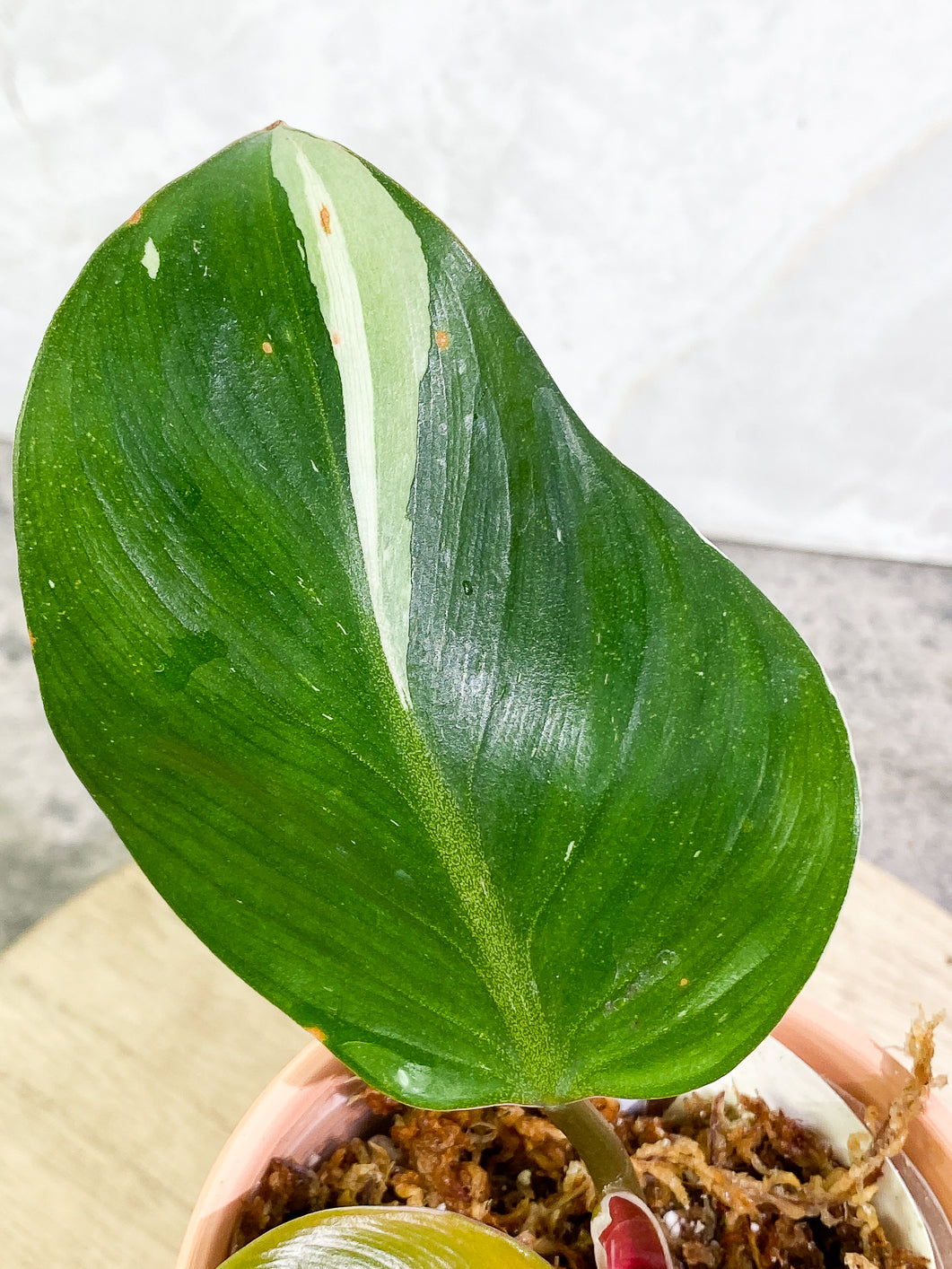 Philodendron White Knight  tricolor Slightly Rooted 3 leaves