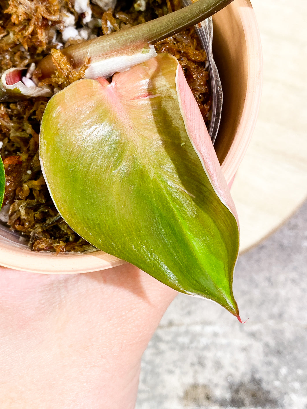 Philodendron White Knight  tricolor Slightly Rooted 3 leaves