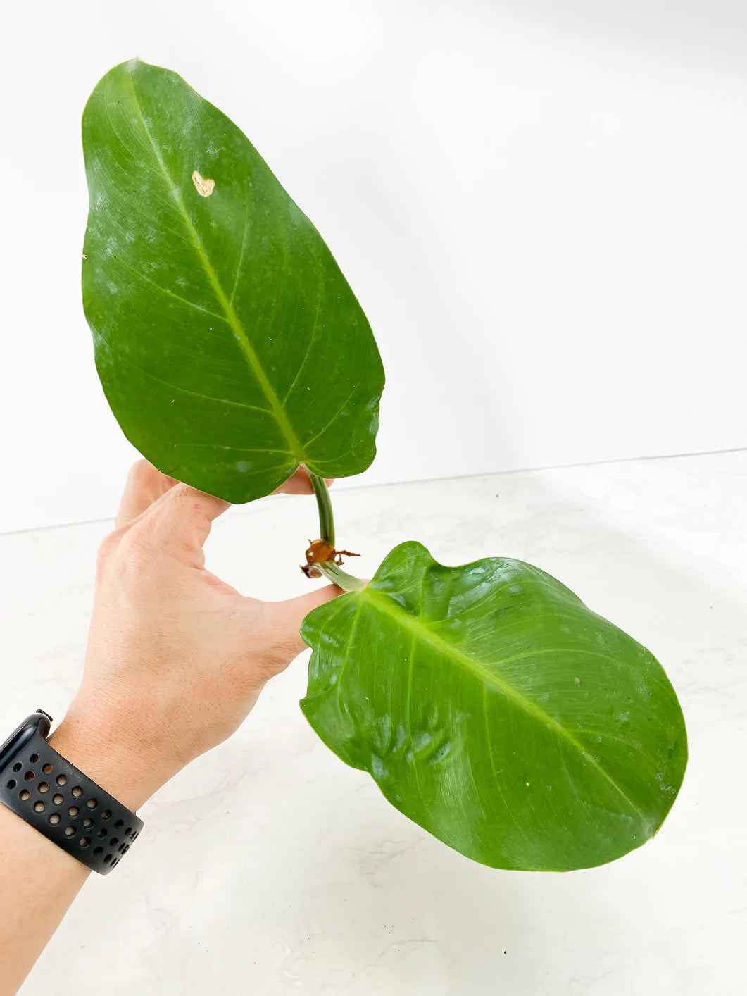 Philodendron  Red Moon Rooting 2 leaves 2 sprouts Rooting