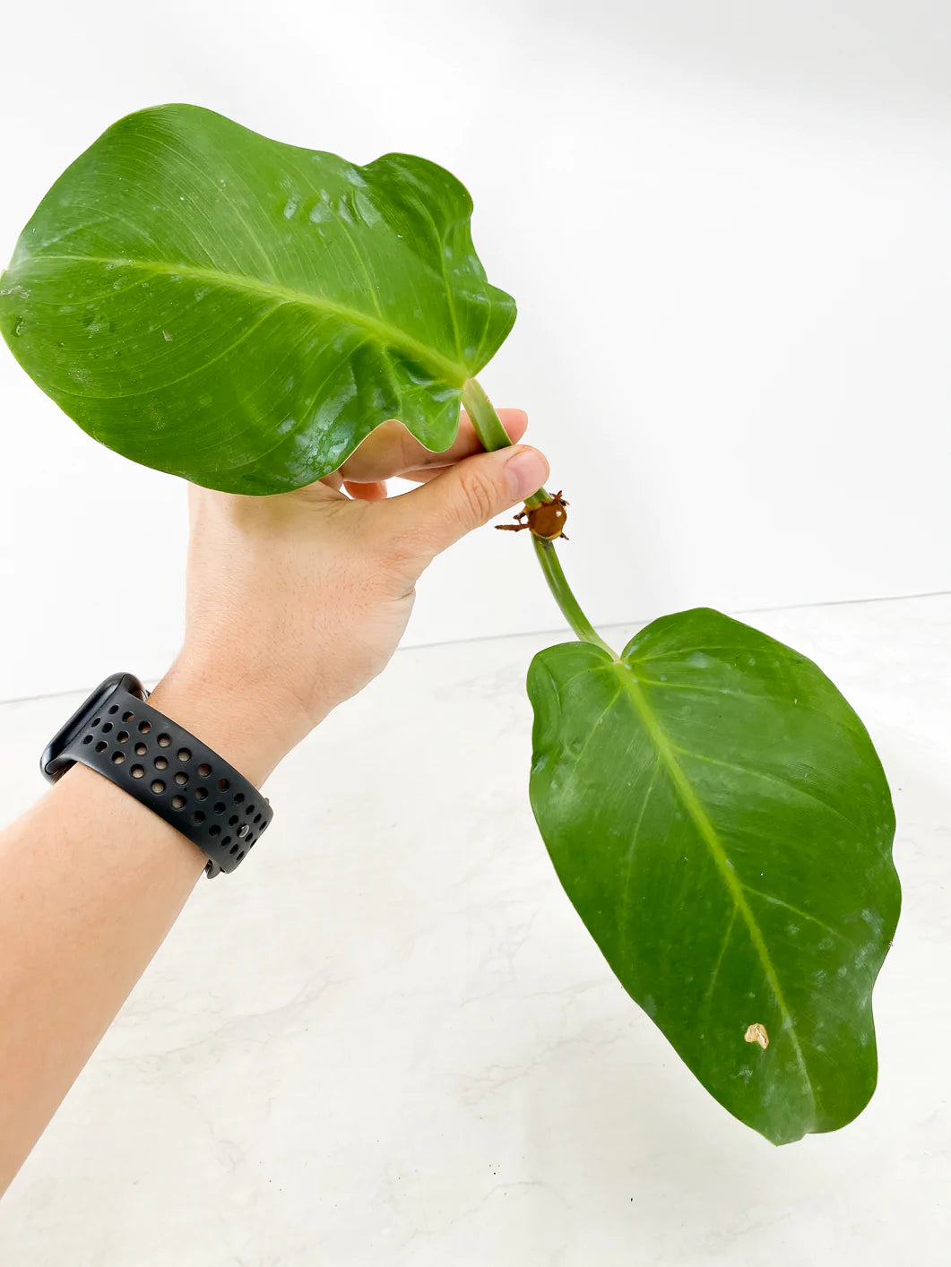 Philodendron  Red Moon Rooting 2 leaves 2 sprouts Rooting