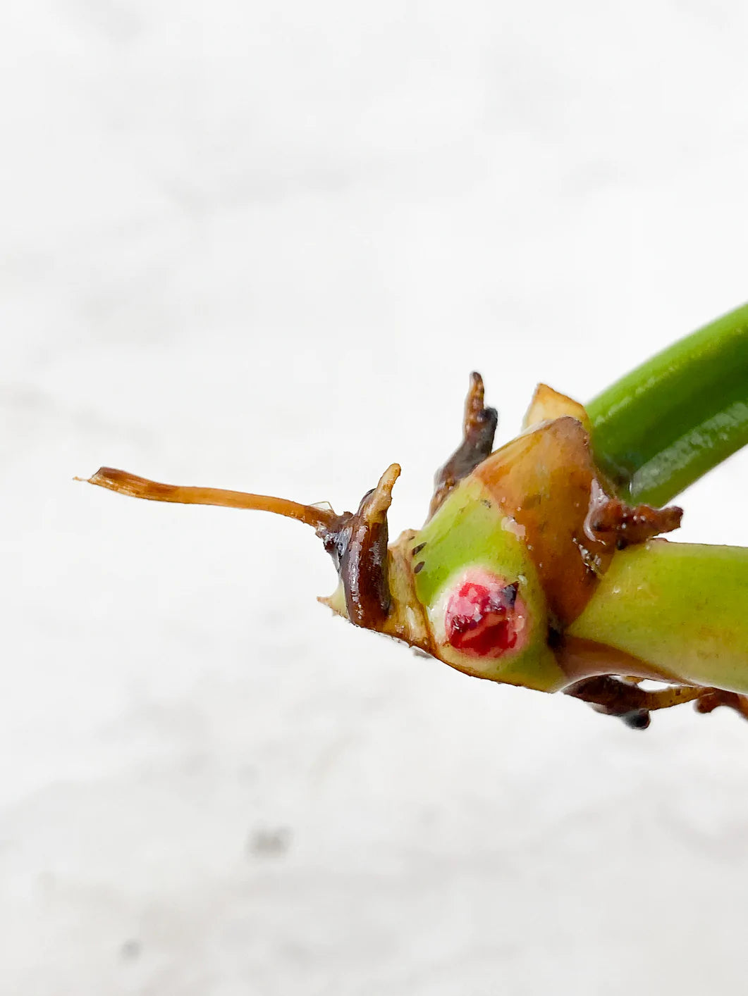 Philodendron  Red Moon Rooting 2 leaves 2 sprouts Rooting