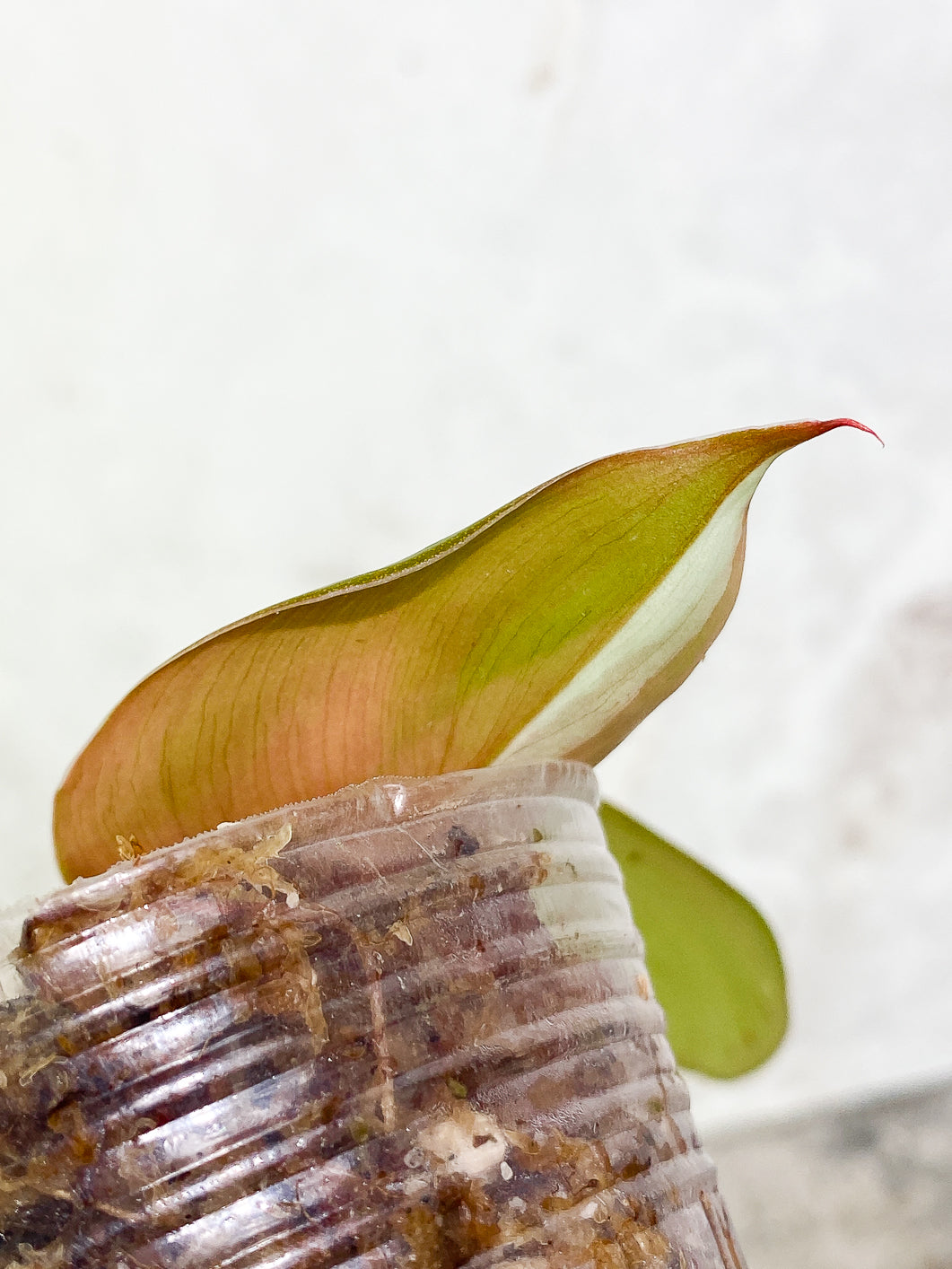 Philodendron White Knight  tricolor Slightly Rooted 3 leaves