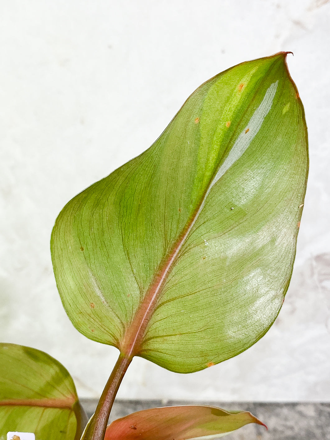 Philodendron White Knight  tricolor Slightly Rooted 3 leaves