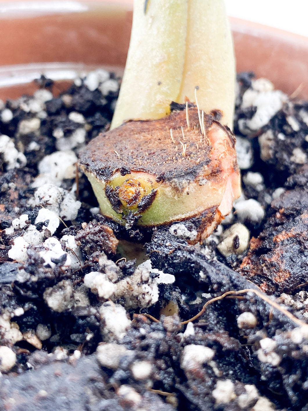 Anthurium Clarinervium x Pedatoradiatum  Rooting node 1 sprout