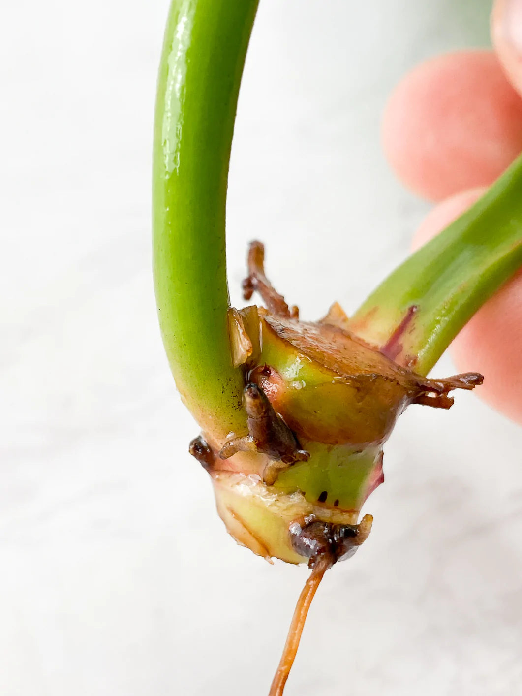 Philodendron  Red Moon Rooting 2 leaves 2 sprouts Rooting