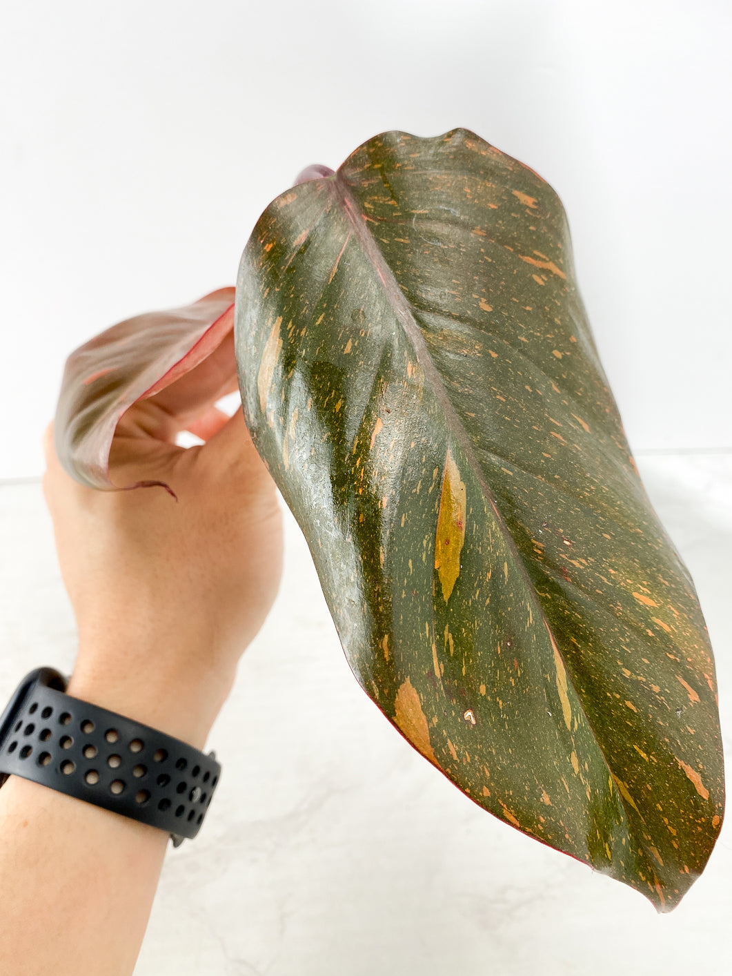 Philodendron Orange Princess Rooting Top Cutting 2 leaves