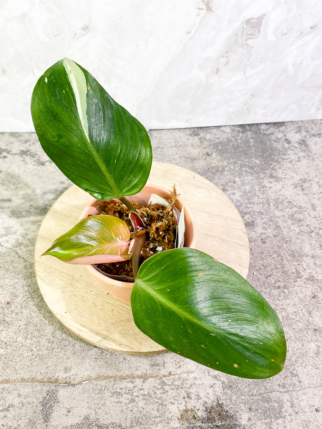 Philodendron White Knight  tricolor Slightly Rooted 3 leaves