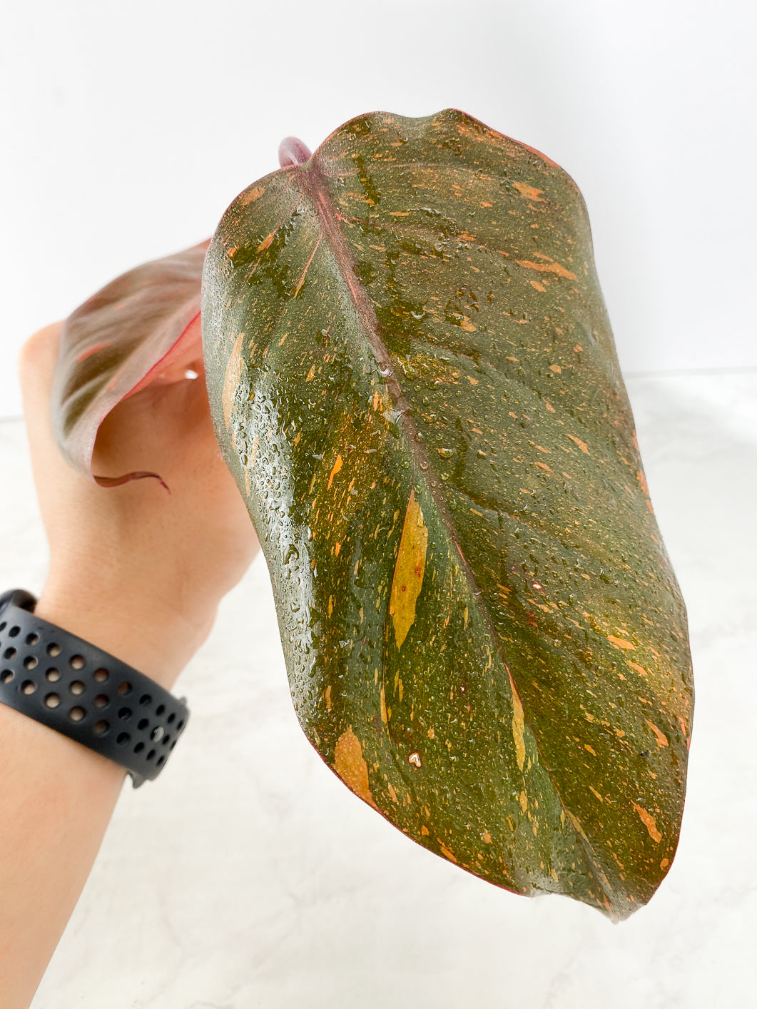 Philodendron Orange Princess Rooting Top Cutting 2 leaves