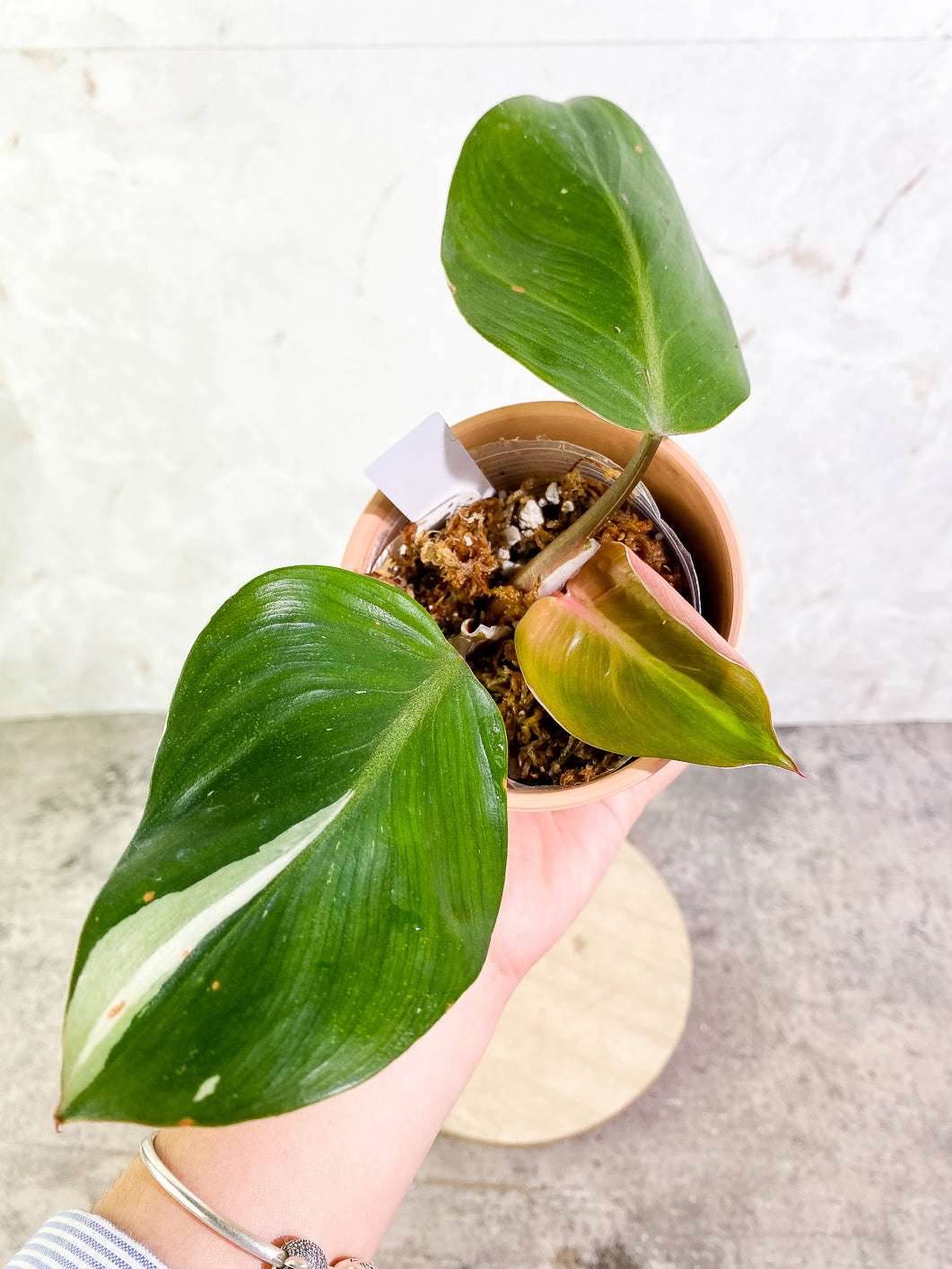 Philodendron White Knight  tricolor Slightly Rooted 3 leaves