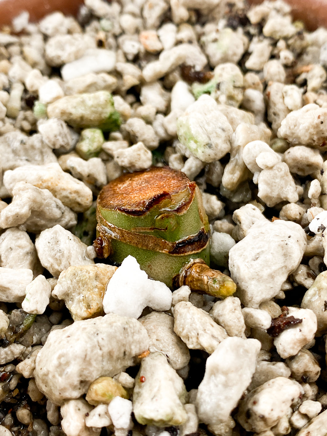 Anthurium Clarinervium x Pedatoradiatum  Rooting node 1 sprout