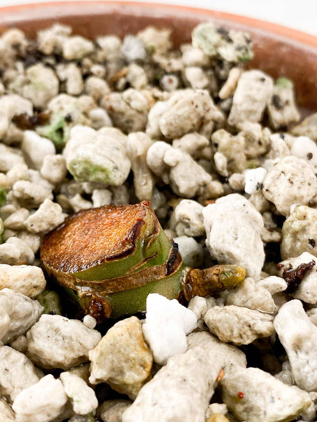 Anthurium Clarinervium x Pedatoradiatum  Rooting node 1 sprout