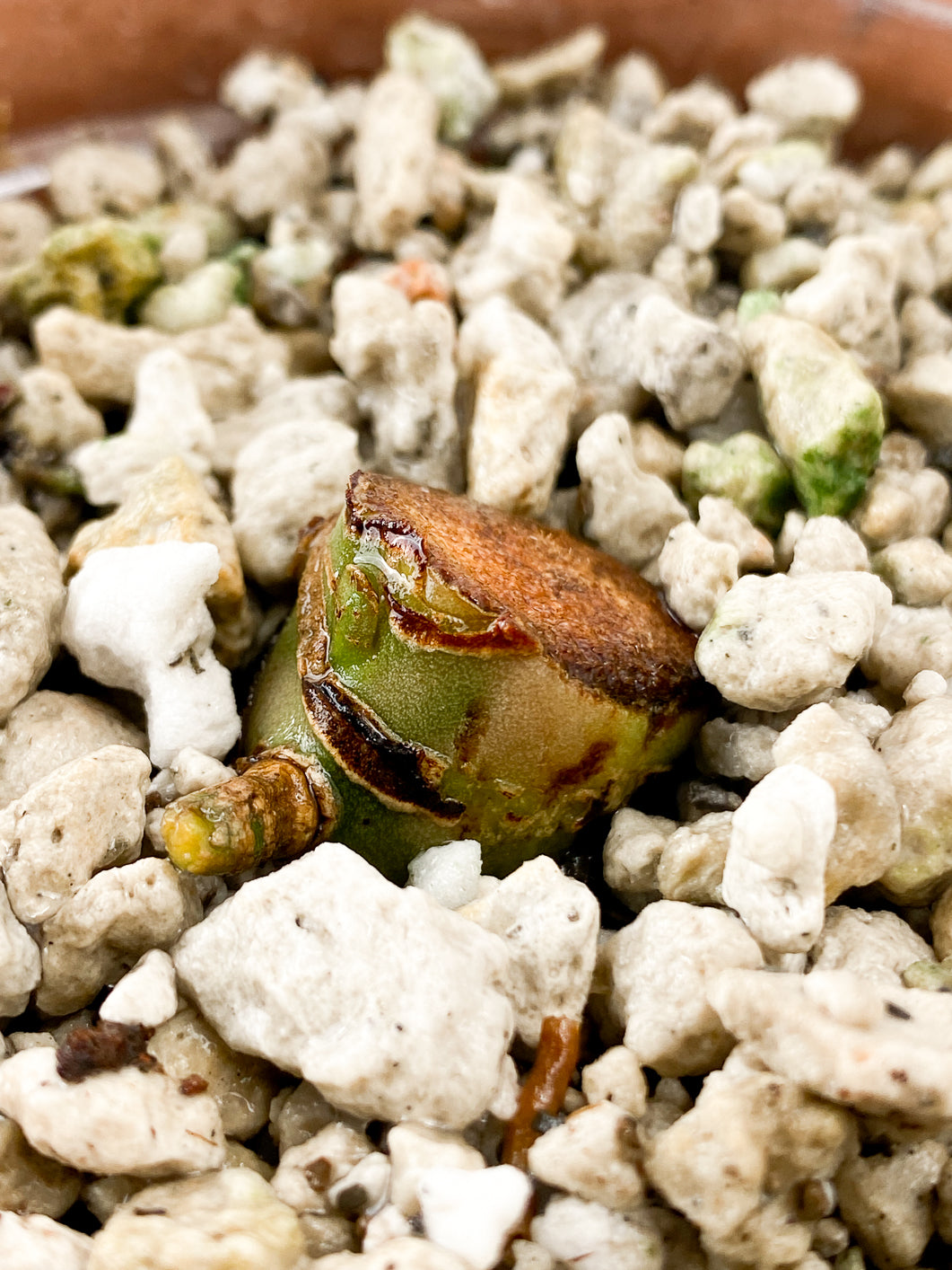 Anthurium Clarinervium x Pedatoradiatum  Rooting node 1 sprout
