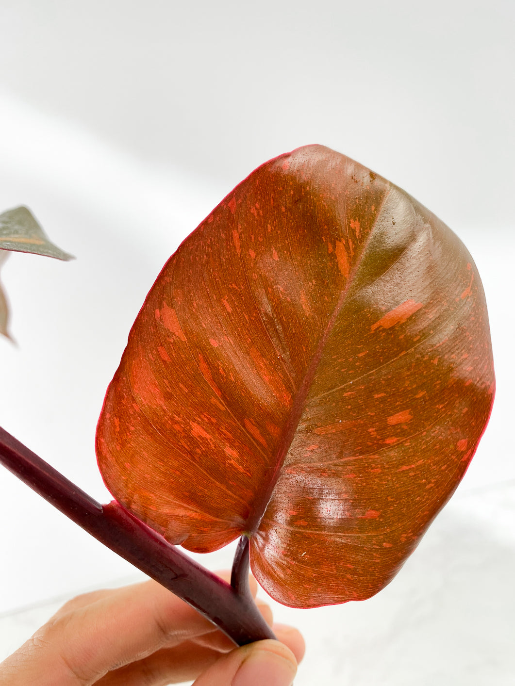 Philodendron Orange Princess Rooting Top Cutting 2 leaves