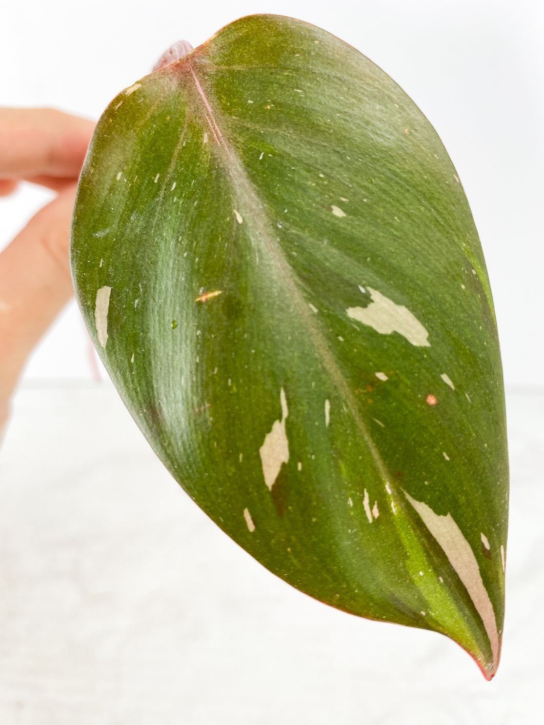 Philodendron red Anderson Rooting 1 leaf