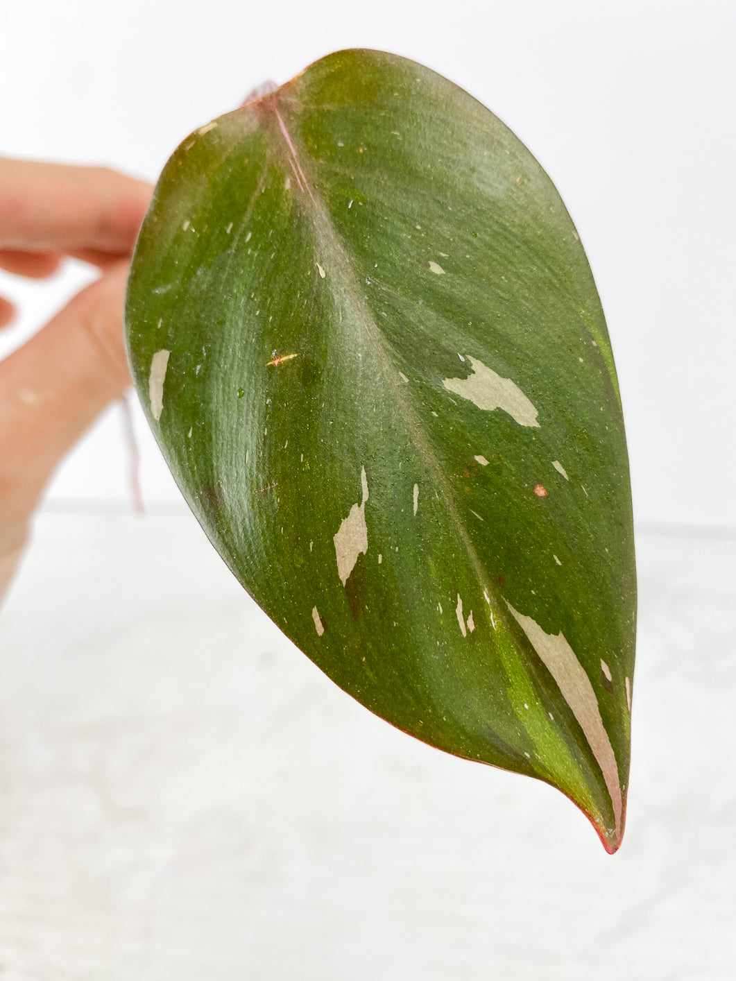 Philodendron red Anderson Rooting 1 leaf