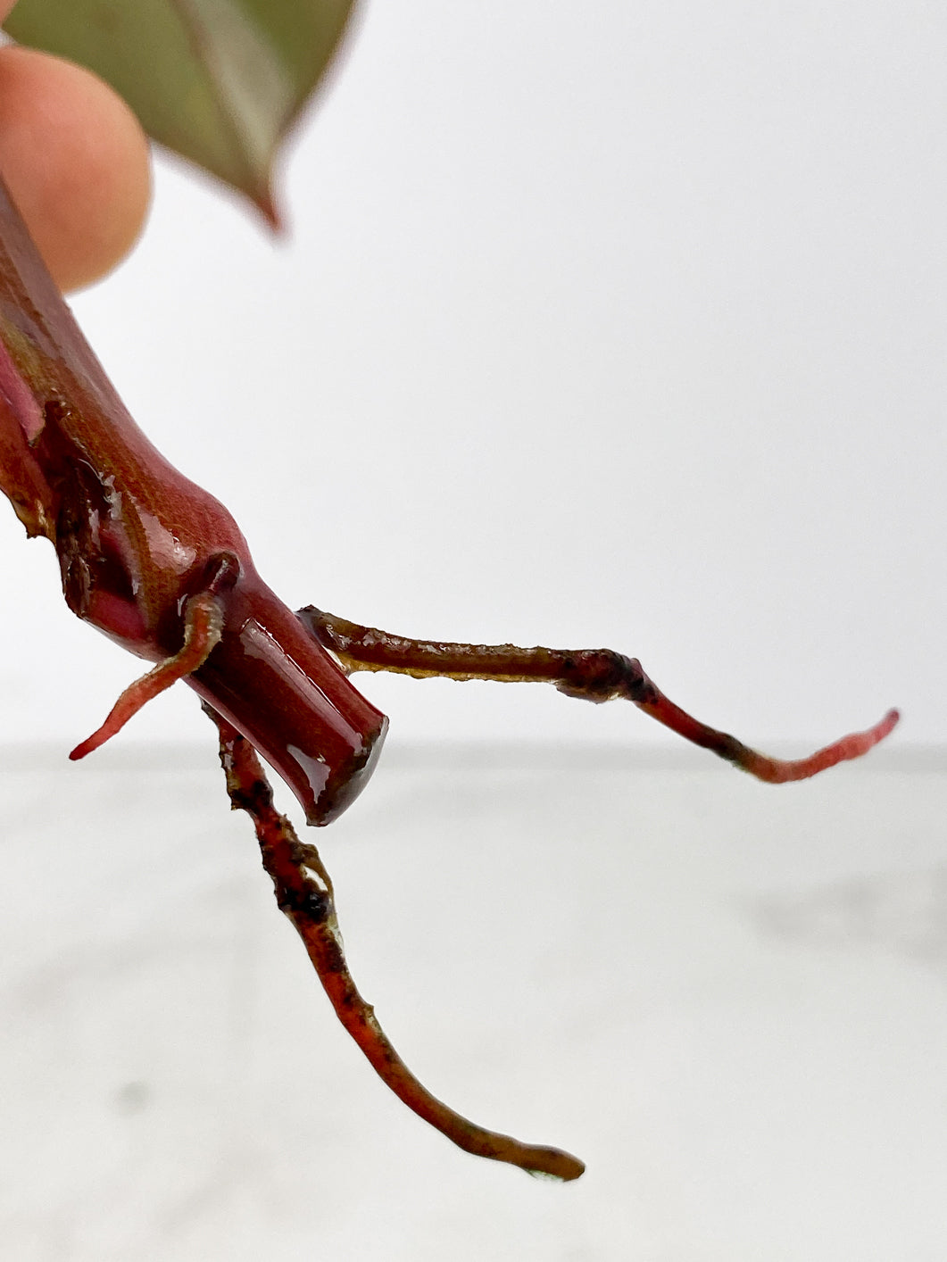 Philodendron red Anderson Rooting 1 leaf