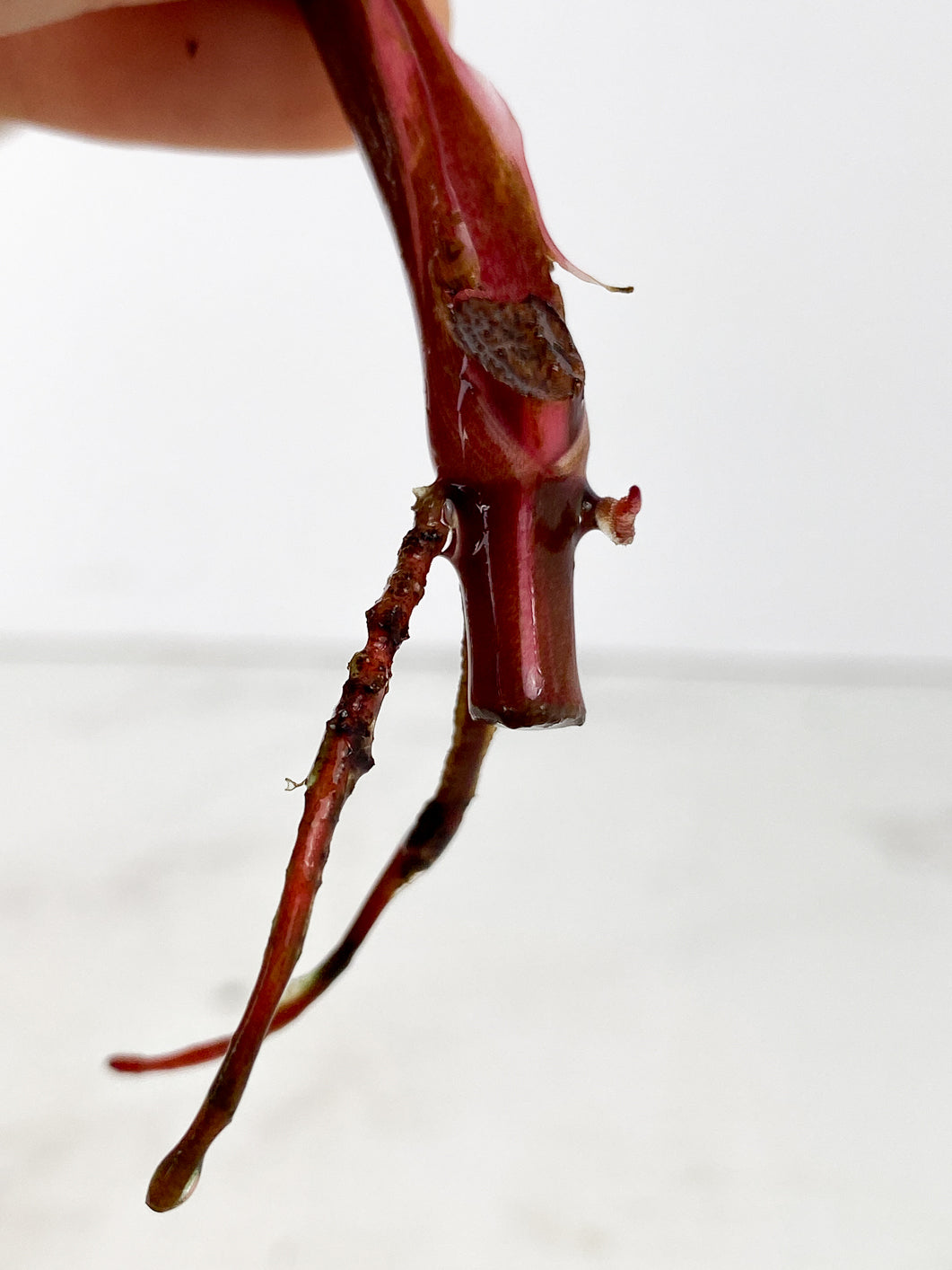 Philodendron red Anderson Rooting 1 leaf