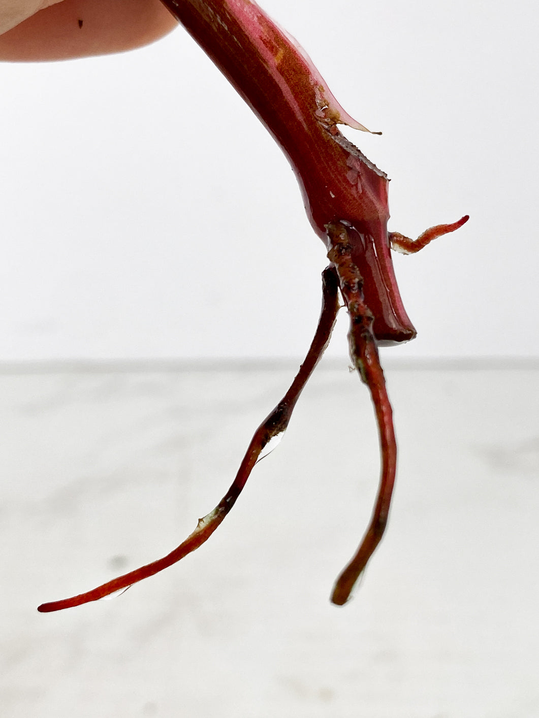Philodendron red Anderson Rooting 1 leaf