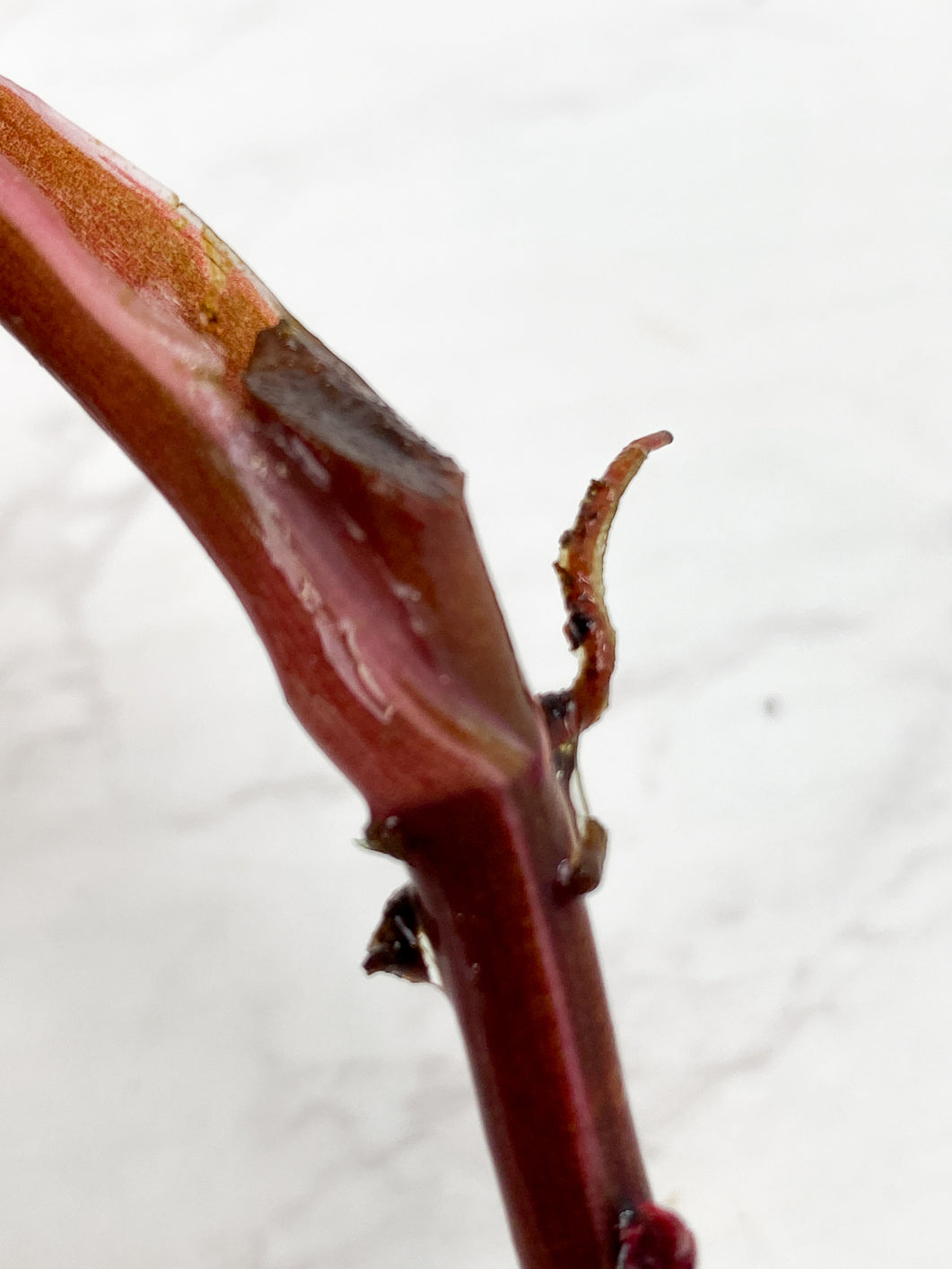 Philodendron red Anderson Rooting double nodes 1 leaf