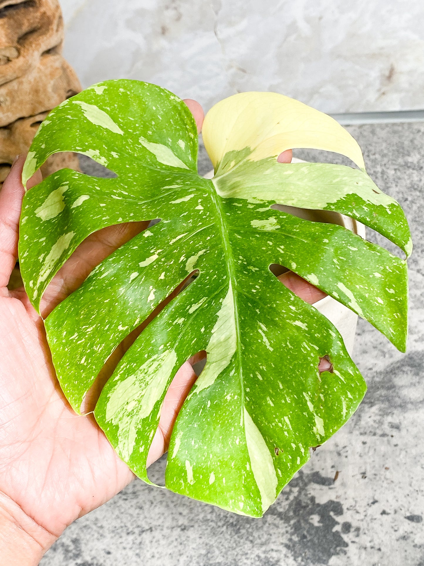 Monstera Thai Constellation Rooting Top Cutting 2 leaves Highly Variegated