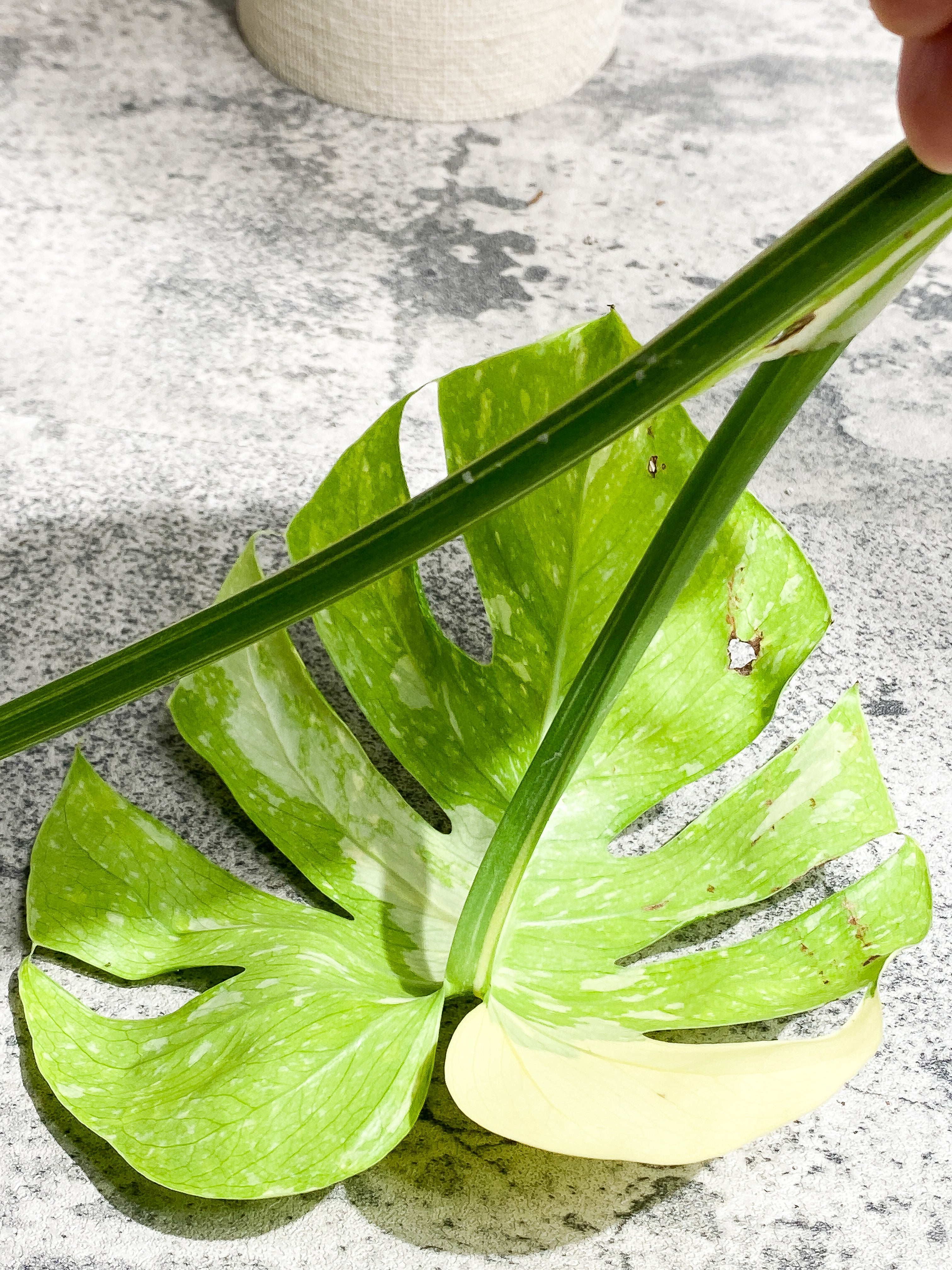 Monstera Thai Constellation Rooting Top Cutting 2 leaves Highly Variegated